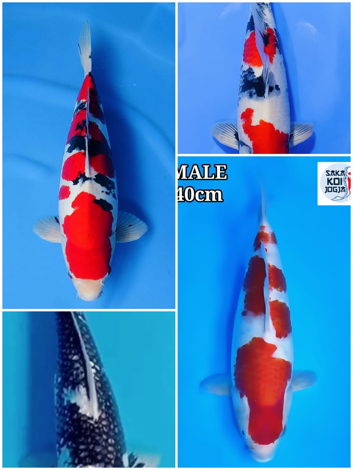 Lelang Koi Online, Jual Beli Ikan Koi, Pasar Koi Terbaik, Agen Lelang Koi, Penawaran Koi Berkualitas, Harga Jual Koi, Lelang Ikan Koi Import, Beli Koi Online, Jual Koi Murah, Koi Showroom, Penjual Koi Terpercaya, Lelang Koi Jakarta, Jual Koi Lokal, Koi Kualitas Unggul, Harga Terbaik Koi, Jual Koi Indukan, Lelang Ikan Hias Koi, Pasar Koi Indonesia, Beli Koi Berkualitas Tinggi, Koi Farm Terbesar, Jual Beli Koi Impor, Lelang Ikan Koi Kualitas Premium, Daftar Harga Koi Terbaru, Pusat Jual Beli Koi, Info Lelang Koi Hari Ini.