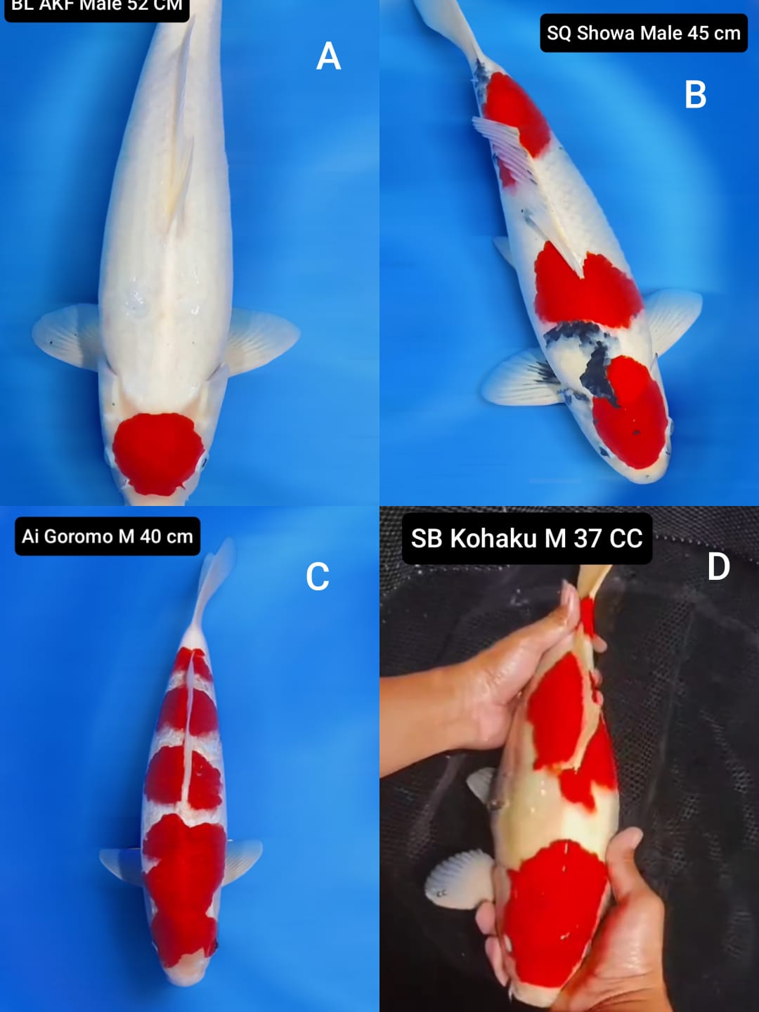 Lelang Koi Online, Jual Beli Ikan Koi, Pasar Koi Terbaik, Agen Lelang Koi, Penawaran Koi Berkualitas, Harga Jual Koi, Lelang Ikan Koi Import, Beli Koi Online, Jual Koi Murah, Koi Showroom, Penjual Koi Terpercaya, Lelang Koi Jakarta, Jual Koi Lokal, Koi Kualitas Unggul, Harga Terbaik Koi, Jual Koi Indukan, Lelang Ikan Hias Koi, Pasar Koi Indonesia, Beli Koi Berkualitas Tinggi, Koi Farm Terbesar, Jual Beli Koi Impor, Lelang Ikan Koi Kualitas Premium, Daftar Harga Koi Terbaru, Pusat Jual Beli Koi, Info Lelang Koi Hari Ini.