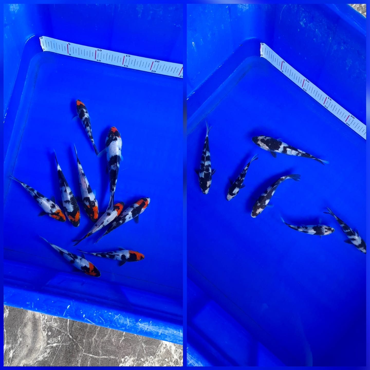 Lelang Koi Online, Jual Beli Ikan Koi, Pasar Koi Terbaik, Agen Lelang Koi, Penawaran Koi Berkualitas, Harga Jual Koi, Lelang Ikan Koi Import, Beli Koi Online, Jual Koi Murah, Koi Showroom, Penjual Koi Terpercaya, Lelang Koi Jakarta, Jual Koi Lokal, Koi Kualitas Unggul, Harga Terbaik Koi, Jual Koi Indukan, Lelang Ikan Hias Koi, Pasar Koi Indonesia, Beli Koi Berkualitas Tinggi, Koi Farm Terbesar, Jual Beli Koi Impor, Lelang Ikan Koi Kualitas Premium, Daftar Harga Koi Terbaru, Pusat Jual Beli Koi, Info Lelang Koi Hari Ini.