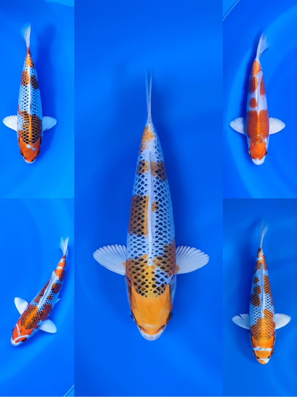 Lelang Koi Online, Jual Beli Ikan Koi, Pasar Koi Terbaik, Agen Lelang Koi, Penawaran Koi Berkualitas, Harga Jual Koi, Lelang Ikan Koi Import, Beli Koi Online, Jual Koi Murah, Koi Showroom, Penjual Koi Terpercaya, Lelang Koi Jakarta, Jual Koi Lokal, Koi Kualitas Unggul, Harga Terbaik Koi, Jual Koi Indukan, Lelang Ikan Hias Koi, Pasar Koi Indonesia, Beli Koi Berkualitas Tinggi, Koi Farm Terbesar, Jual Beli Koi Impor, Lelang Ikan Koi Kualitas Premium, Daftar Harga Koi Terbaru, Pusat Jual Beli Koi, Info Lelang Koi Hari Ini.