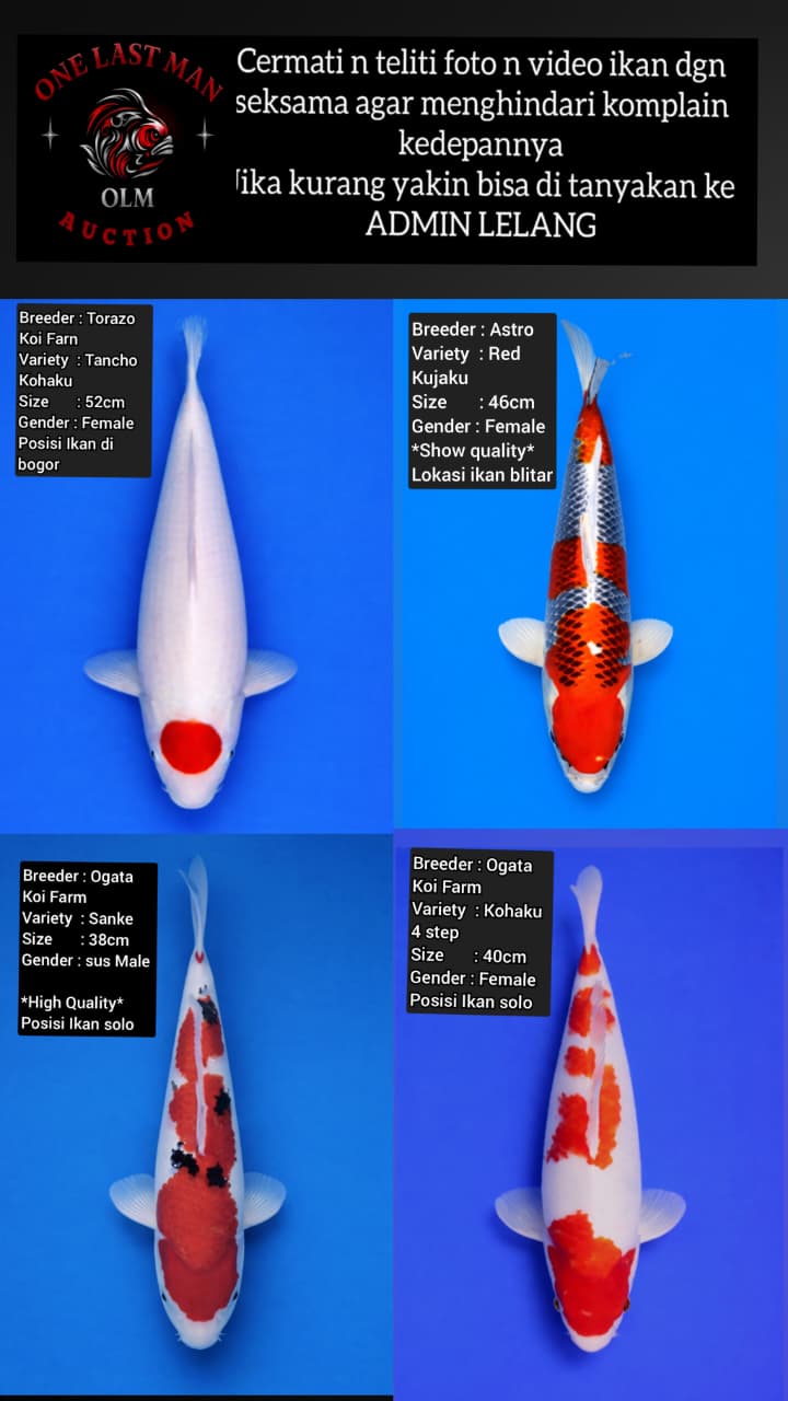 Lelang Koi Online, Jual Beli Ikan Koi, Pasar Koi Terbaik, Agen Lelang Koi, Penawaran Koi Berkualitas, Harga Jual Koi, Lelang Ikan Koi Import, Beli Koi Online, Jual Koi Murah, Koi Showroom, Penjual Koi Terpercaya, Lelang Koi Jakarta, Jual Koi Lokal, Koi Kualitas Unggul, Harga Terbaik Koi, Jual Koi Indukan, Lelang Ikan Hias Koi, Pasar Koi Indonesia, Beli Koi Berkualitas Tinggi, Koi Farm Terbesar, Jual Beli Koi Impor, Lelang Ikan Koi Kualitas Premium, Daftar Harga Koi Terbaru, Pusat Jual Beli Koi, Info Lelang Koi Hari Ini.