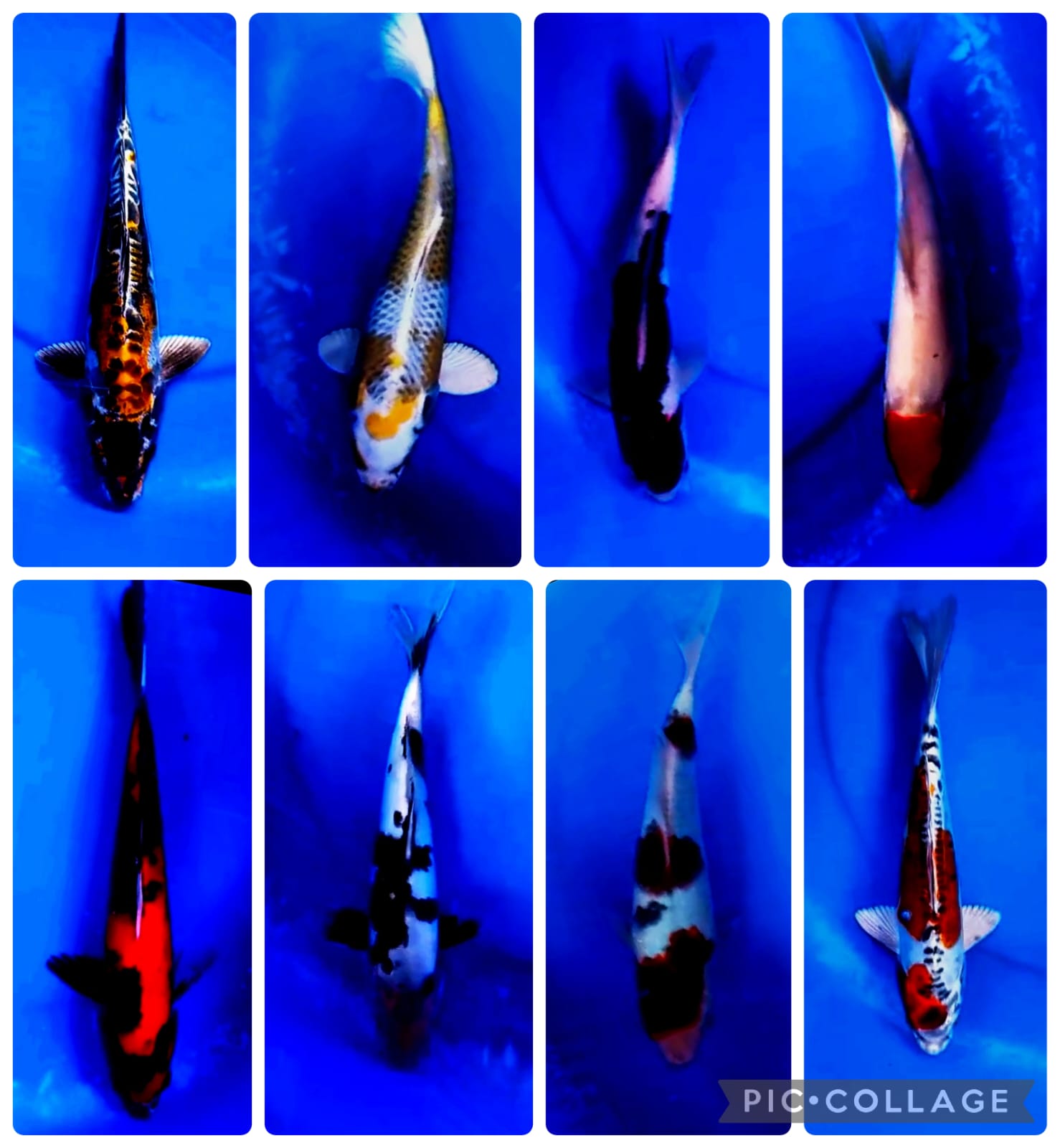 Lelang Koi Online, Jual Beli Ikan Koi, Pasar Koi Terbaik, Agen Lelang Koi, Penawaran Koi Berkualitas, Harga Jual Koi, Lelang Ikan Koi Import, Beli Koi Online, Jual Koi Murah, Koi Showroom, Penjual Koi Terpercaya, Lelang Koi Jakarta, Jual Koi Lokal, Koi Kualitas Unggul, Harga Terbaik Koi, Jual Koi Indukan, Lelang Ikan Hias Koi, Pasar Koi Indonesia, Beli Koi Berkualitas Tinggi, Koi Farm Terbesar, Jual Beli Koi Impor, Lelang Ikan Koi Kualitas Premium, Daftar Harga Koi Terbaru, Pusat Jual Beli Koi, Info Lelang Koi Hari Ini.
