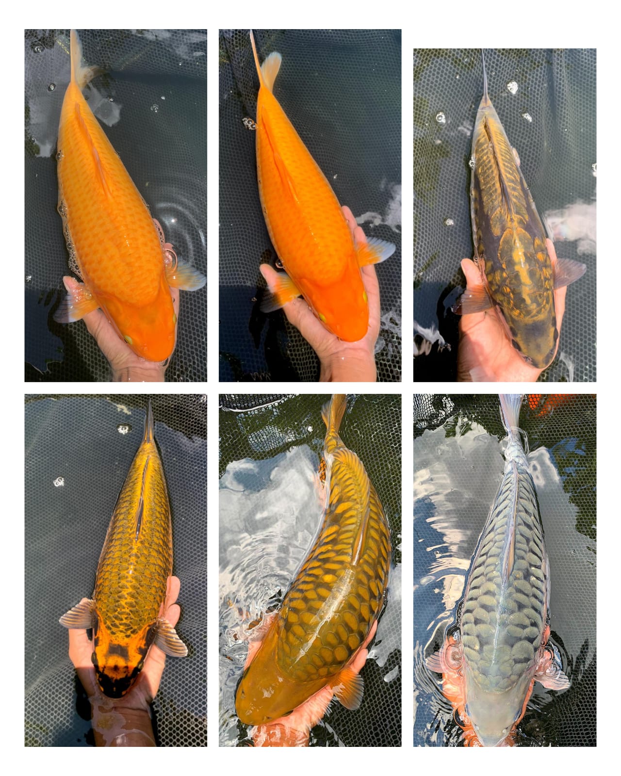 Lelang Koi Online, Jual Beli Ikan Koi, Pasar Koi Terbaik, Agen Lelang Koi, Penawaran Koi Berkualitas, Harga Jual Koi, Lelang Ikan Koi Import, Beli Koi Online, Jual Koi Murah, Koi Showroom, Penjual Koi Terpercaya, Lelang Koi Jakarta, Jual Koi Lokal, Koi Kualitas Unggul, Harga Terbaik Koi, Jual Koi Indukan, Lelang Ikan Hias Koi, Pasar Koi Indonesia, Beli Koi Berkualitas Tinggi, Koi Farm Terbesar, Jual Beli Koi Impor, Lelang Ikan Koi Kualitas Premium, Daftar Harga Koi Terbaru, Pusat Jual Beli Koi, Info Lelang Koi Hari Ini.