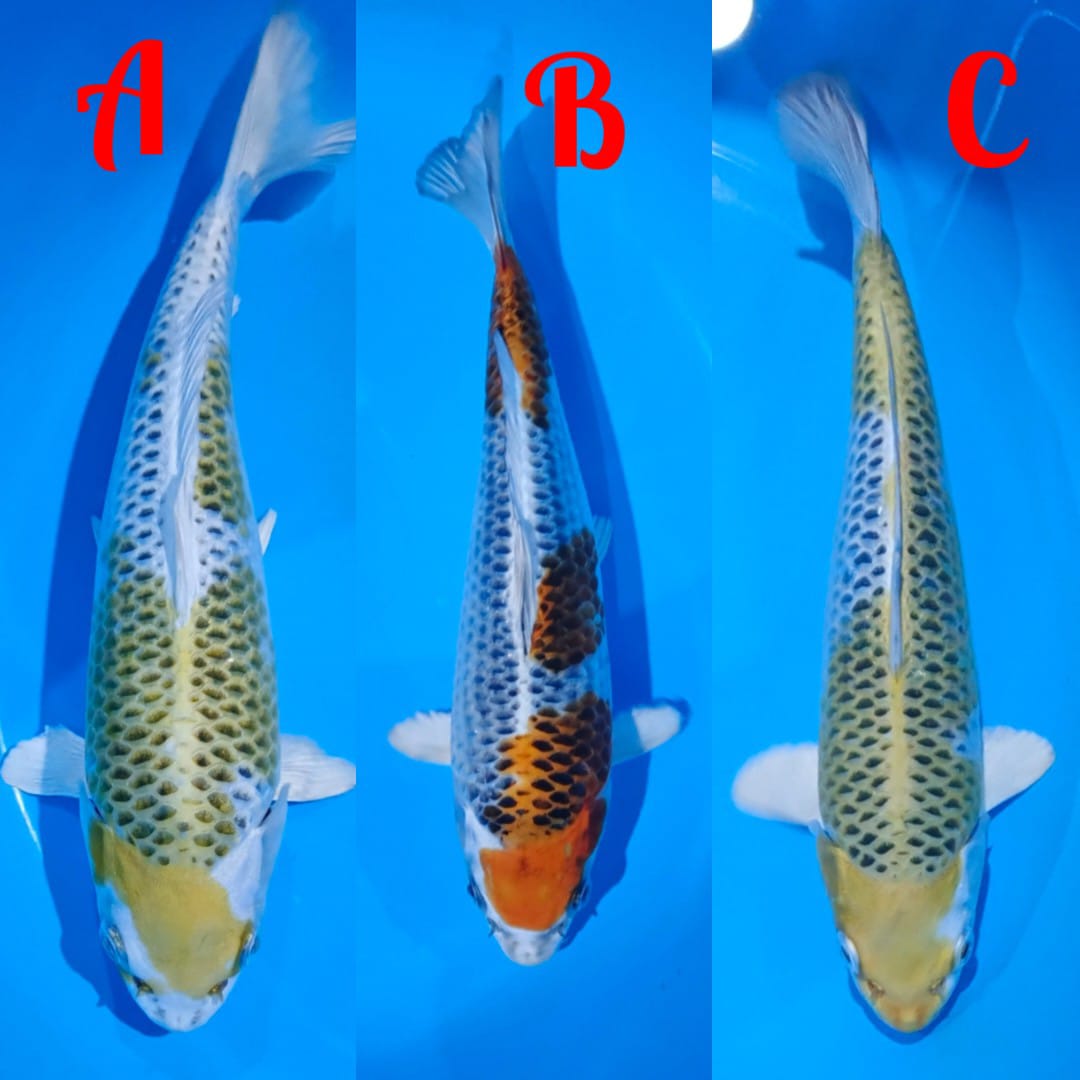 Lelang Koi Online, Jual Beli Ikan Koi, Pasar Koi Terbaik, Agen Lelang Koi, Penawaran Koi Berkualitas, Harga Jual Koi, Lelang Ikan Koi Import, Beli Koi Online, Jual Koi Murah, Koi Showroom, Penjual Koi Terpercaya, Lelang Koi Jakarta, Jual Koi Lokal, Koi Kualitas Unggul, Harga Terbaik Koi, Jual Koi Indukan, Lelang Ikan Hias Koi, Pasar Koi Indonesia, Beli Koi Berkualitas Tinggi, Koi Farm Terbesar, Jual Beli Koi Impor, Lelang Ikan Koi Kualitas Premium, Daftar Harga Koi Terbaru, Pusat Jual Beli Koi, Info Lelang Koi Hari Ini.