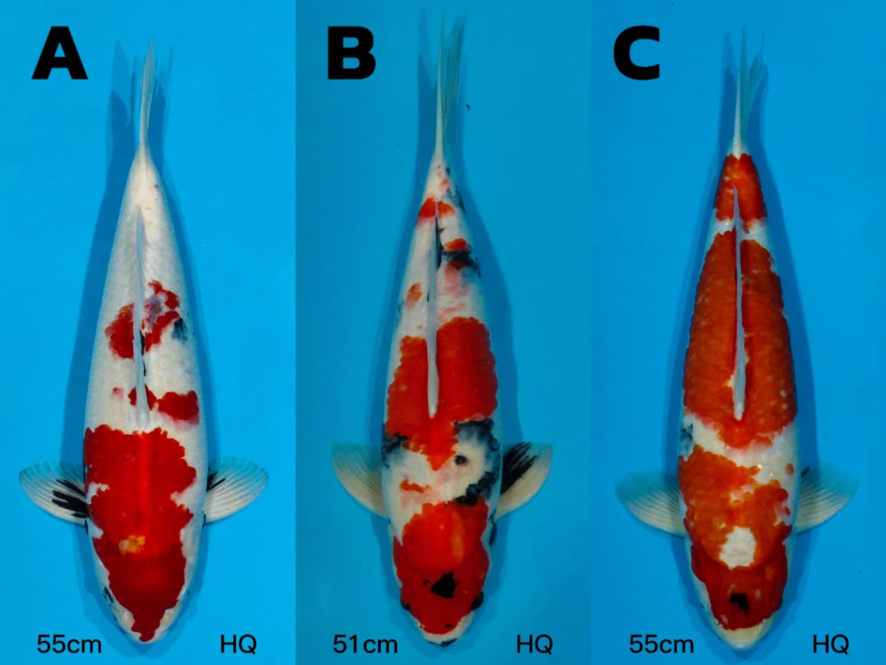 Lelang Koi Online, Jual Beli Ikan Koi, Pasar Koi Terbaik, Agen Lelang Koi, Penawaran Koi Berkualitas, Harga Jual Koi, Lelang Ikan Koi Import, Beli Koi Online, Jual Koi Murah, Koi Showroom, Penjual Koi Terpercaya, Lelang Koi Jakarta, Jual Koi Lokal, Koi Kualitas Unggul, Harga Terbaik Koi, Jual Koi Indukan, Lelang Ikan Hias Koi, Pasar Koi Indonesia, Beli Koi Berkualitas Tinggi, Koi Farm Terbesar, Jual Beli Koi Impor, Lelang Ikan Koi Kualitas Premium, Daftar Harga Koi Terbaru, Pusat Jual Beli Koi, Info Lelang Koi Hari Ini.