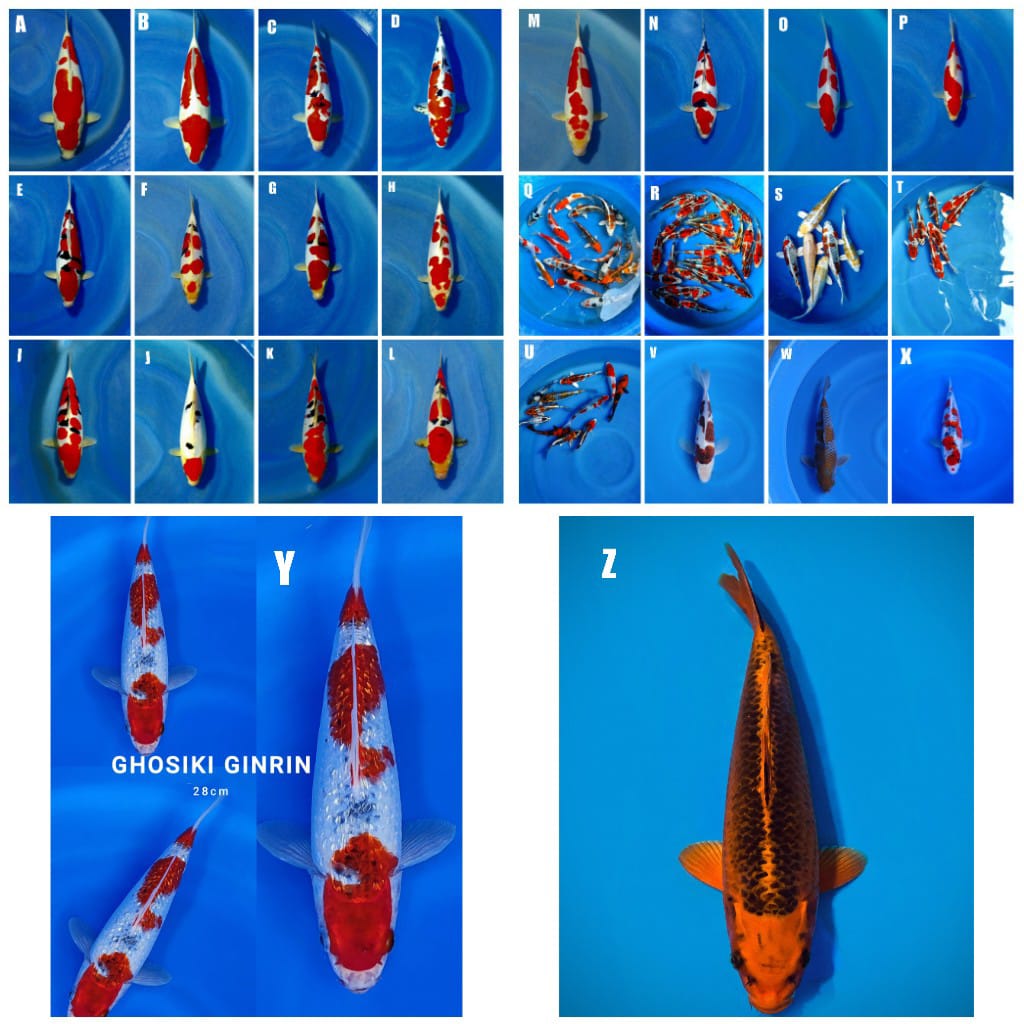 Lelang Koi Online, Jual Beli Ikan Koi, Pasar Koi Terbaik, Agen Lelang Koi, Penawaran Koi Berkualitas, Harga Jual Koi, Lelang Ikan Koi Import, Beli Koi Online, Jual Koi Murah, Koi Showroom, Penjual Koi Terpercaya, Lelang Koi Jakarta, Jual Koi Lokal, Koi Kualitas Unggul, Harga Terbaik Koi, Jual Koi Indukan, Lelang Ikan Hias Koi, Pasar Koi Indonesia, Beli Koi Berkualitas Tinggi, Koi Farm Terbesar, Jual Beli Koi Impor, Lelang Ikan Koi Kualitas Premium, Daftar Harga Koi Terbaru, Pusat Jual Beli Koi, Info Lelang Koi Hari Ini.