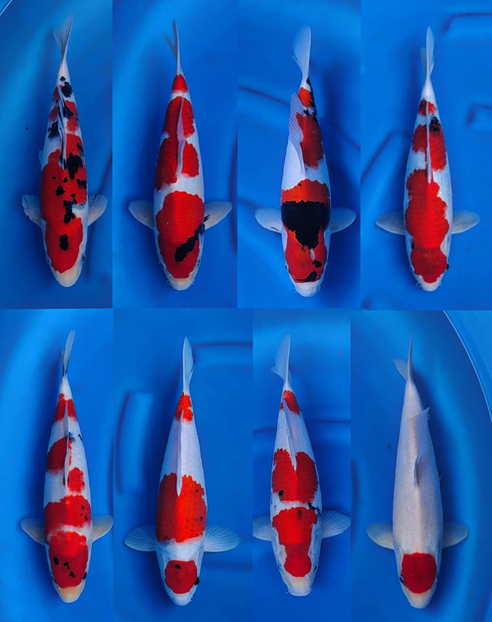 Lelang Koi Online, Jual Beli Ikan Koi, Pasar Koi Terbaik, Agen Lelang Koi, Penawaran Koi Berkualitas, Harga Jual Koi, Lelang Ikan Koi Import, Beli Koi Online, Jual Koi Murah, Koi Showroom, Penjual Koi Terpercaya, Lelang Koi Jakarta, Jual Koi Lokal, Koi Kualitas Unggul, Harga Terbaik Koi, Jual Koi Indukan, Lelang Ikan Hias Koi, Pasar Koi Indonesia, Beli Koi Berkualitas Tinggi, Koi Farm Terbesar, Jual Beli Koi Impor, Lelang Ikan Koi Kualitas Premium, Daftar Harga Koi Terbaru, Pusat Jual Beli Koi, Info Lelang Koi Hari Ini.