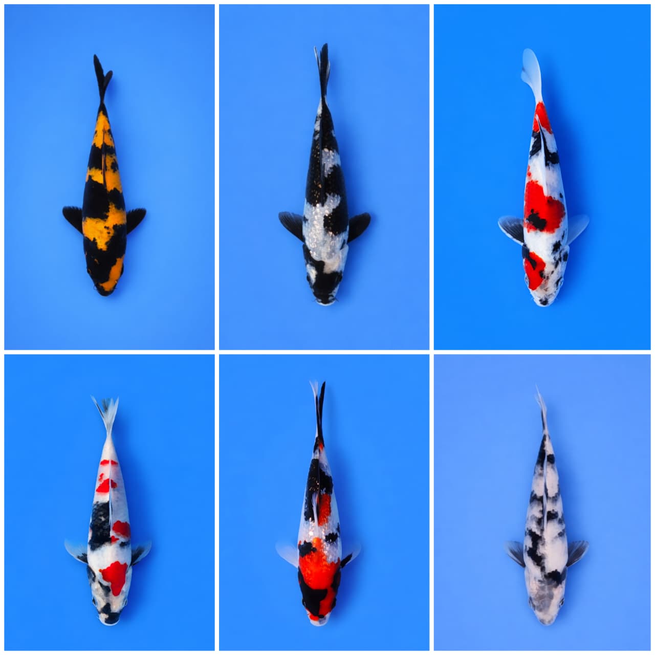 Lelang Koi Online, Jual Beli Ikan Koi, Pasar Koi Terbaik, Agen Lelang Koi, Penawaran Koi Berkualitas, Harga Jual Koi, Lelang Ikan Koi Import, Beli Koi Online, Jual Koi Murah, Koi Showroom, Penjual Koi Terpercaya, Lelang Koi Jakarta, Jual Koi Lokal, Koi Kualitas Unggul, Harga Terbaik Koi, Jual Koi Indukan, Lelang Ikan Hias Koi, Pasar Koi Indonesia, Beli Koi Berkualitas Tinggi, Koi Farm Terbesar, Jual Beli Koi Impor, Lelang Ikan Koi Kualitas Premium, Daftar Harga Koi Terbaru, Pusat Jual Beli Koi, Info Lelang Koi Hari Ini.