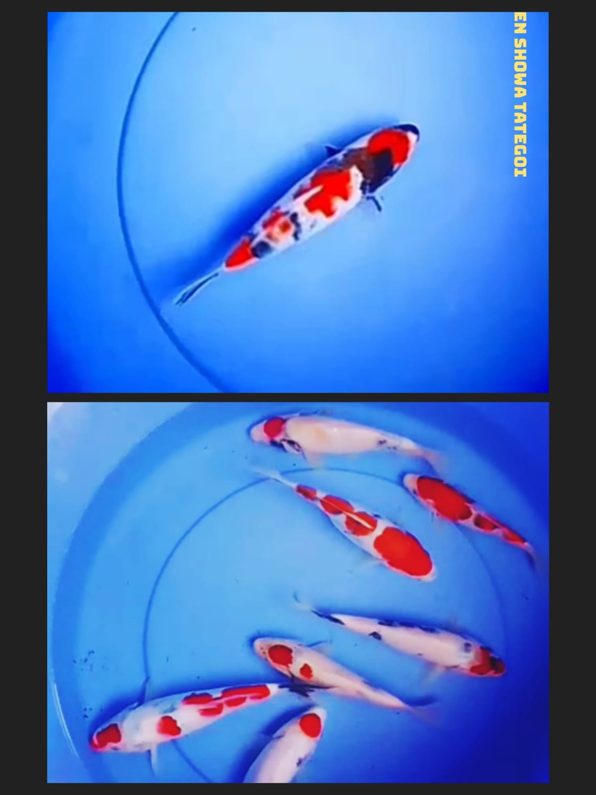 Lelang Koi Online, Jual Beli Ikan Koi, Pasar Koi Terbaik, Agen Lelang Koi, Penawaran Koi Berkualitas, Harga Jual Koi, Lelang Ikan Koi Import, Beli Koi Online, Jual Koi Murah, Koi Showroom, Penjual Koi Terpercaya, Lelang Koi Jakarta, Jual Koi Lokal, Koi Kualitas Unggul, Harga Terbaik Koi, Jual Koi Indukan, Lelang Ikan Hias Koi, Pasar Koi Indonesia, Beli Koi Berkualitas Tinggi, Koi Farm Terbesar, Jual Beli Koi Impor, Lelang Ikan Koi Kualitas Premium, Daftar Harga Koi Terbaru, Pusat Jual Beli Koi, Info Lelang Koi Hari Ini.