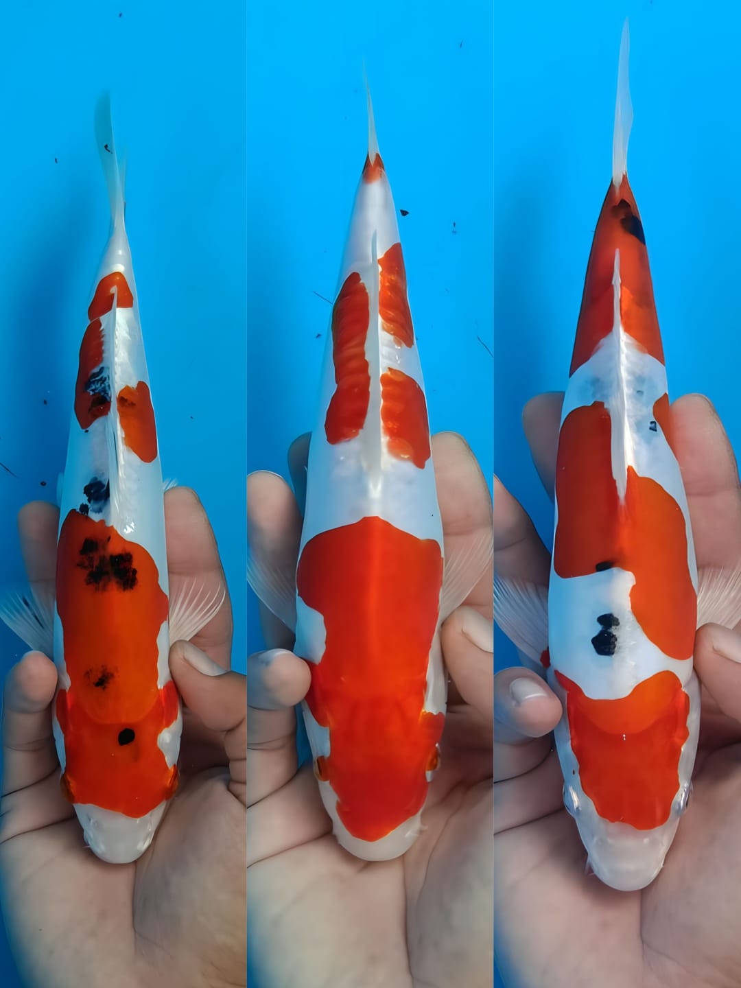 Lelang Koi Online, Jual Beli Ikan Koi, Pasar Koi Terbaik, Agen Lelang Koi, Penawaran Koi Berkualitas, Harga Jual Koi, Lelang Ikan Koi Import, Beli Koi Online, Jual Koi Murah, Koi Showroom, Penjual Koi Terpercaya, Lelang Koi Jakarta, Jual Koi Lokal, Koi Kualitas Unggul, Harga Terbaik Koi, Jual Koi Indukan, Lelang Ikan Hias Koi, Pasar Koi Indonesia, Beli Koi Berkualitas Tinggi, Koi Farm Terbesar, Jual Beli Koi Impor, Lelang Ikan Koi Kualitas Premium, Daftar Harga Koi Terbaru, Pusat Jual Beli Koi, Info Lelang Koi Hari Ini.
