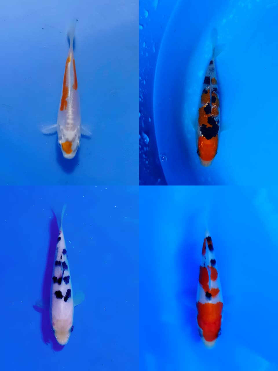 Lelang Koi Online, Jual Beli Ikan Koi, Pasar Koi Terbaik, Agen Lelang Koi, Penawaran Koi Berkualitas, Harga Jual Koi, Lelang Ikan Koi Import, Beli Koi Online, Jual Koi Murah, Koi Showroom, Penjual Koi Terpercaya, Lelang Koi Jakarta, Jual Koi Lokal, Koi Kualitas Unggul, Harga Terbaik Koi, Jual Koi Indukan, Lelang Ikan Hias Koi, Pasar Koi Indonesia, Beli Koi Berkualitas Tinggi, Koi Farm Terbesar, Jual Beli Koi Impor, Lelang Ikan Koi Kualitas Premium, Daftar Harga Koi Terbaru, Pusat Jual Beli Koi, Info Lelang Koi Hari Ini.