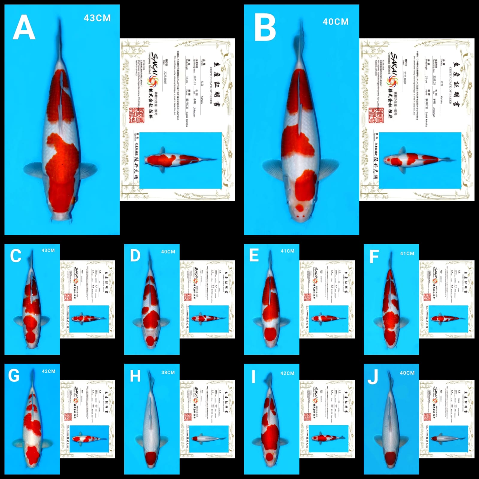 Lelang Koi Online, Jual Beli Ikan Koi, Pasar Koi Terbaik, Agen Lelang Koi, Penawaran Koi Berkualitas, Harga Jual Koi, Lelang Ikan Koi Import, Beli Koi Online, Jual Koi Murah, Koi Showroom, Penjual Koi Terpercaya, Lelang Koi Jakarta, Jual Koi Lokal, Koi Kualitas Unggul, Harga Terbaik Koi, Jual Koi Indukan, Lelang Ikan Hias Koi, Pasar Koi Indonesia, Beli Koi Berkualitas Tinggi, Koi Farm Terbesar, Jual Beli Koi Impor, Lelang Ikan Koi Kualitas Premium, Daftar Harga Koi Terbaru, Pusat Jual Beli Koi, Info Lelang Koi Hari Ini.