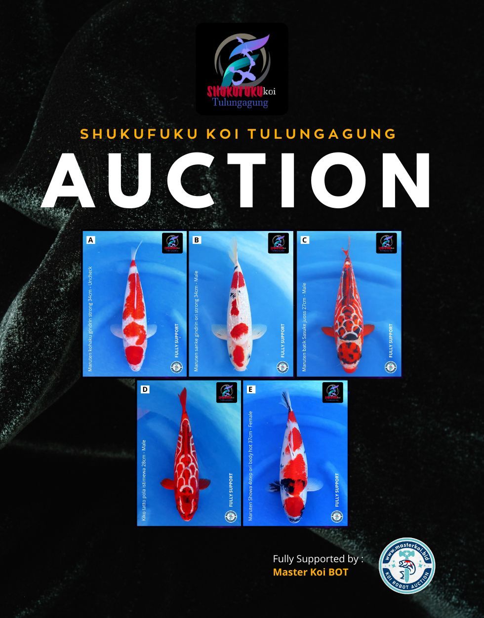 Lelang Koi Online, Jual Beli Ikan Koi, Pasar Koi Terbaik, Agen Lelang Koi, Penawaran Koi Berkualitas, Harga Jual Koi, Lelang Ikan Koi Import, Beli Koi Online, Jual Koi Murah, Koi Showroom, Penjual Koi Terpercaya, Lelang Koi Jakarta, Jual Koi Lokal, Koi Kualitas Unggul, Harga Terbaik Koi, Jual Koi Indukan, Lelang Ikan Hias Koi, Pasar Koi Indonesia, Beli Koi Berkualitas Tinggi, Koi Farm Terbesar, Jual Beli Koi Impor, Lelang Ikan Koi Kualitas Premium, Daftar Harga Koi Terbaru, Pusat Jual Beli Koi, Info Lelang Koi Hari Ini.