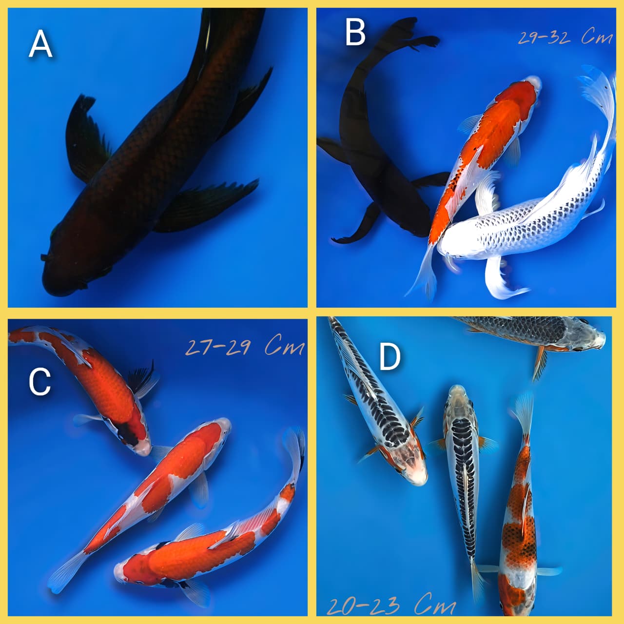 Lelang Koi Online, Jual Beli Ikan Koi, Pasar Koi Terbaik, Agen Lelang Koi, Penawaran Koi Berkualitas, Harga Jual Koi, Lelang Ikan Koi Import, Beli Koi Online, Jual Koi Murah, Koi Showroom, Penjual Koi Terpercaya, Lelang Koi Jakarta, Jual Koi Lokal, Koi Kualitas Unggul, Harga Terbaik Koi, Jual Koi Indukan, Lelang Ikan Hias Koi, Pasar Koi Indonesia, Beli Koi Berkualitas Tinggi, Koi Farm Terbesar, Jual Beli Koi Impor, Lelang Ikan Koi Kualitas Premium, Daftar Harga Koi Terbaru, Pusat Jual Beli Koi, Info Lelang Koi Hari Ini.