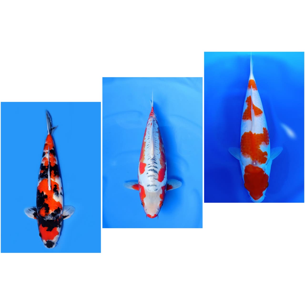 Lelang Koi Online, Jual Beli Ikan Koi, Pasar Koi Terbaik, Agen Lelang Koi, Penawaran Koi Berkualitas, Harga Jual Koi, Lelang Ikan Koi Import, Beli Koi Online, Jual Koi Murah, Koi Showroom, Penjual Koi Terpercaya, Lelang Koi Jakarta, Jual Koi Lokal, Koi Kualitas Unggul, Harga Terbaik Koi, Jual Koi Indukan, Lelang Ikan Hias Koi, Pasar Koi Indonesia, Beli Koi Berkualitas Tinggi, Koi Farm Terbesar, Jual Beli Koi Impor, Lelang Ikan Koi Kualitas Premium, Daftar Harga Koi Terbaru, Pusat Jual Beli Koi, Info Lelang Koi Hari Ini.