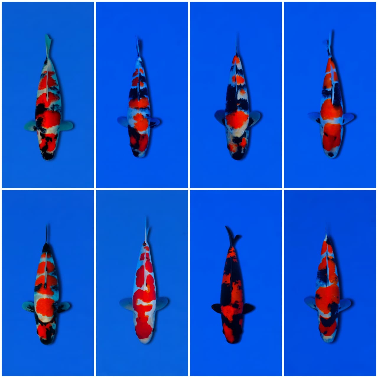 Lelang Koi Online, Jual Beli Ikan Koi, Pasar Koi Terbaik, Agen Lelang Koi, Penawaran Koi Berkualitas, Harga Jual Koi, Lelang Ikan Koi Import, Beli Koi Online, Jual Koi Murah, Koi Showroom, Penjual Koi Terpercaya, Lelang Koi Jakarta, Jual Koi Lokal, Koi Kualitas Unggul, Harga Terbaik Koi, Jual Koi Indukan, Lelang Ikan Hias Koi, Pasar Koi Indonesia, Beli Koi Berkualitas Tinggi, Koi Farm Terbesar, Jual Beli Koi Impor, Lelang Ikan Koi Kualitas Premium, Daftar Harga Koi Terbaru, Pusat Jual Beli Koi, Info Lelang Koi Hari Ini.