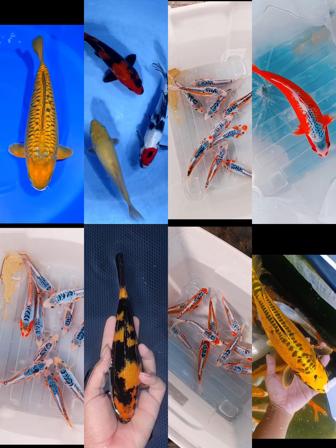 Lelang Koi Online, Jual Beli Ikan Koi, Pasar Koi Terbaik, Agen Lelang Koi, Penawaran Koi Berkualitas, Harga Jual Koi, Lelang Ikan Koi Import, Beli Koi Online, Jual Koi Murah, Koi Showroom, Penjual Koi Terpercaya, Lelang Koi Jakarta, Jual Koi Lokal, Koi Kualitas Unggul, Harga Terbaik Koi, Jual Koi Indukan, Lelang Ikan Hias Koi, Pasar Koi Indonesia, Beli Koi Berkualitas Tinggi, Koi Farm Terbesar, Jual Beli Koi Impor, Lelang Ikan Koi Kualitas Premium, Daftar Harga Koi Terbaru, Pusat Jual Beli Koi, Info Lelang Koi Hari Ini.
