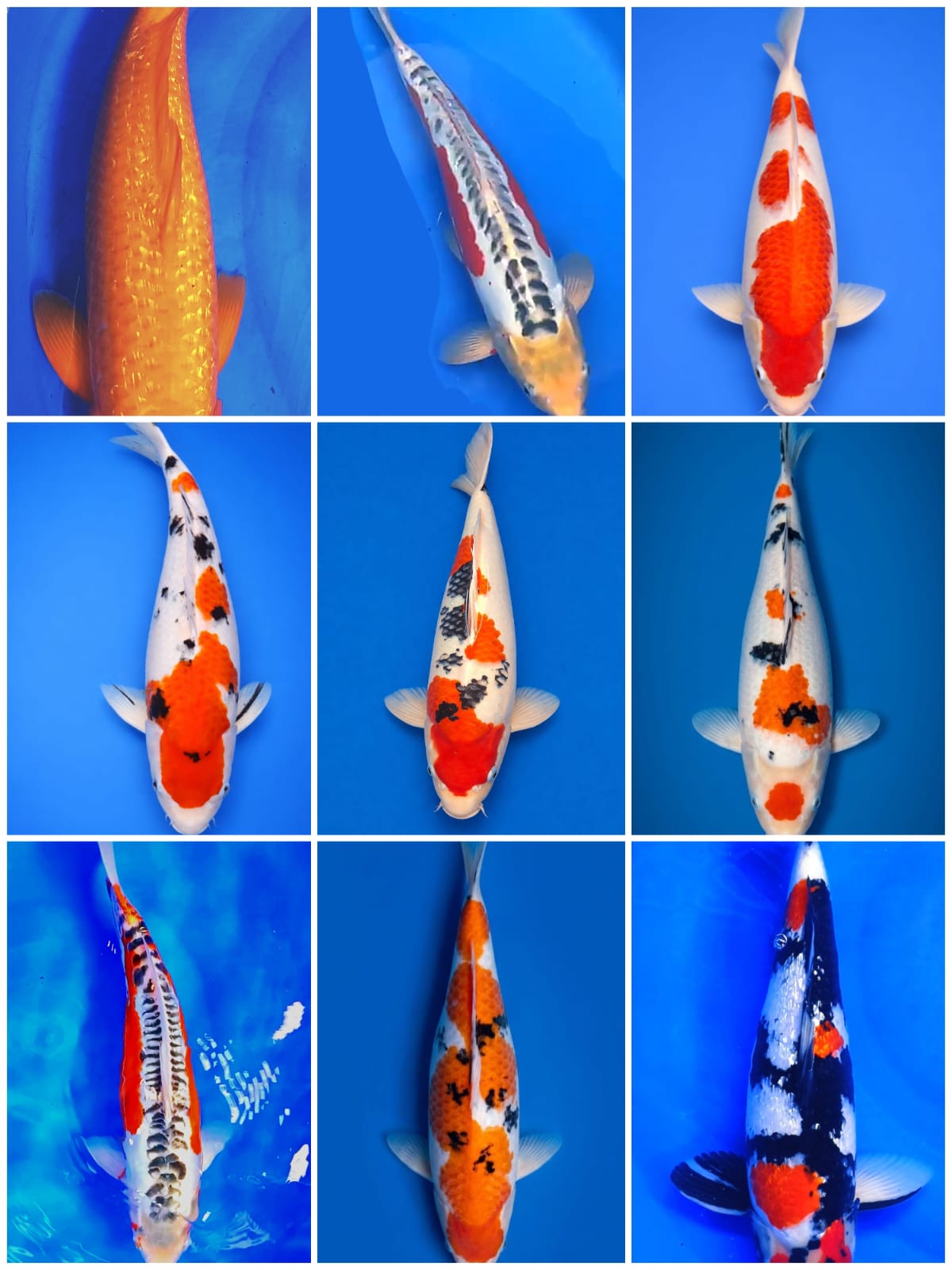 Lelang Koi Online, Jual Beli Ikan Koi, Pasar Koi Terbaik, Agen Lelang Koi, Penawaran Koi Berkualitas, Harga Jual Koi, Lelang Ikan Koi Import, Beli Koi Online, Jual Koi Murah, Koi Showroom, Penjual Koi Terpercaya, Lelang Koi Jakarta, Jual Koi Lokal, Koi Kualitas Unggul, Harga Terbaik Koi, Jual Koi Indukan, Lelang Ikan Hias Koi, Pasar Koi Indonesia, Beli Koi Berkualitas Tinggi, Koi Farm Terbesar, Jual Beli Koi Impor, Lelang Ikan Koi Kualitas Premium, Daftar Harga Koi Terbaru, Pusat Jual Beli Koi, Info Lelang Koi Hari Ini.