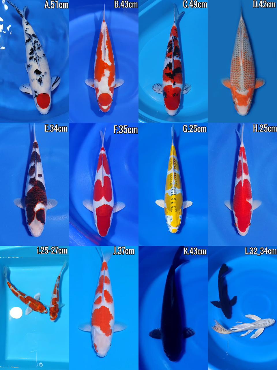 Lelang Koi Online, Jual Beli Ikan Koi, Pasar Koi Terbaik, Agen Lelang Koi, Penawaran Koi Berkualitas, Harga Jual Koi, Lelang Ikan Koi Import, Beli Koi Online, Jual Koi Murah, Koi Showroom, Penjual Koi Terpercaya, Lelang Koi Jakarta, Jual Koi Lokal, Koi Kualitas Unggul, Harga Terbaik Koi, Jual Koi Indukan, Lelang Ikan Hias Koi, Pasar Koi Indonesia, Beli Koi Berkualitas Tinggi, Koi Farm Terbesar, Jual Beli Koi Impor, Lelang Ikan Koi Kualitas Premium, Daftar Harga Koi Terbaru, Pusat Jual Beli Koi, Info Lelang Koi Hari Ini.