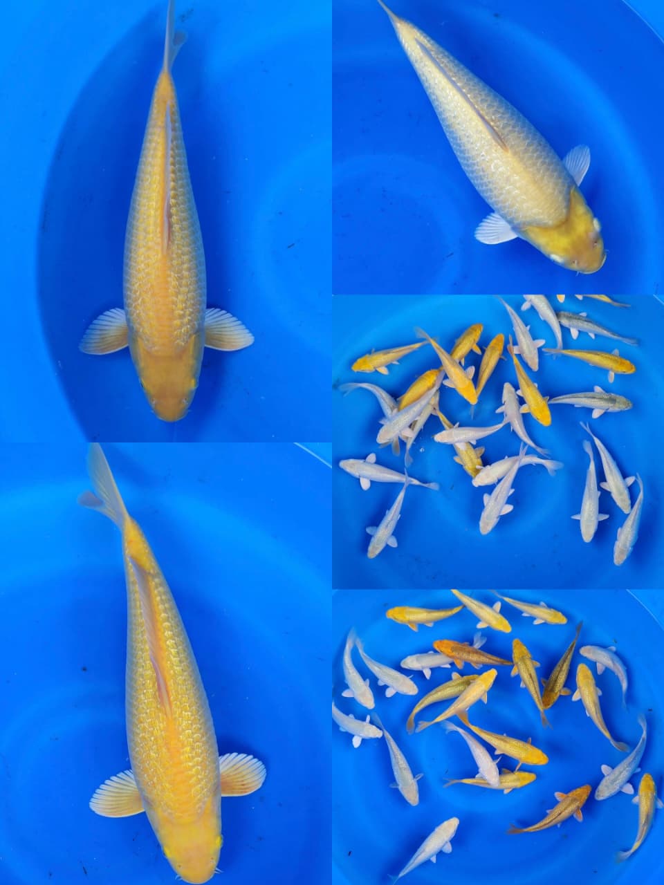 Lelang Koi Online, Jual Beli Ikan Koi, Pasar Koi Terbaik, Agen Lelang Koi, Penawaran Koi Berkualitas, Harga Jual Koi, Lelang Ikan Koi Import, Beli Koi Online, Jual Koi Murah, Koi Showroom, Penjual Koi Terpercaya, Lelang Koi Jakarta, Jual Koi Lokal, Koi Kualitas Unggul, Harga Terbaik Koi, Jual Koi Indukan, Lelang Ikan Hias Koi, Pasar Koi Indonesia, Beli Koi Berkualitas Tinggi, Koi Farm Terbesar, Jual Beli Koi Impor, Lelang Ikan Koi Kualitas Premium, Daftar Harga Koi Terbaru, Pusat Jual Beli Koi, Info Lelang Koi Hari Ini.