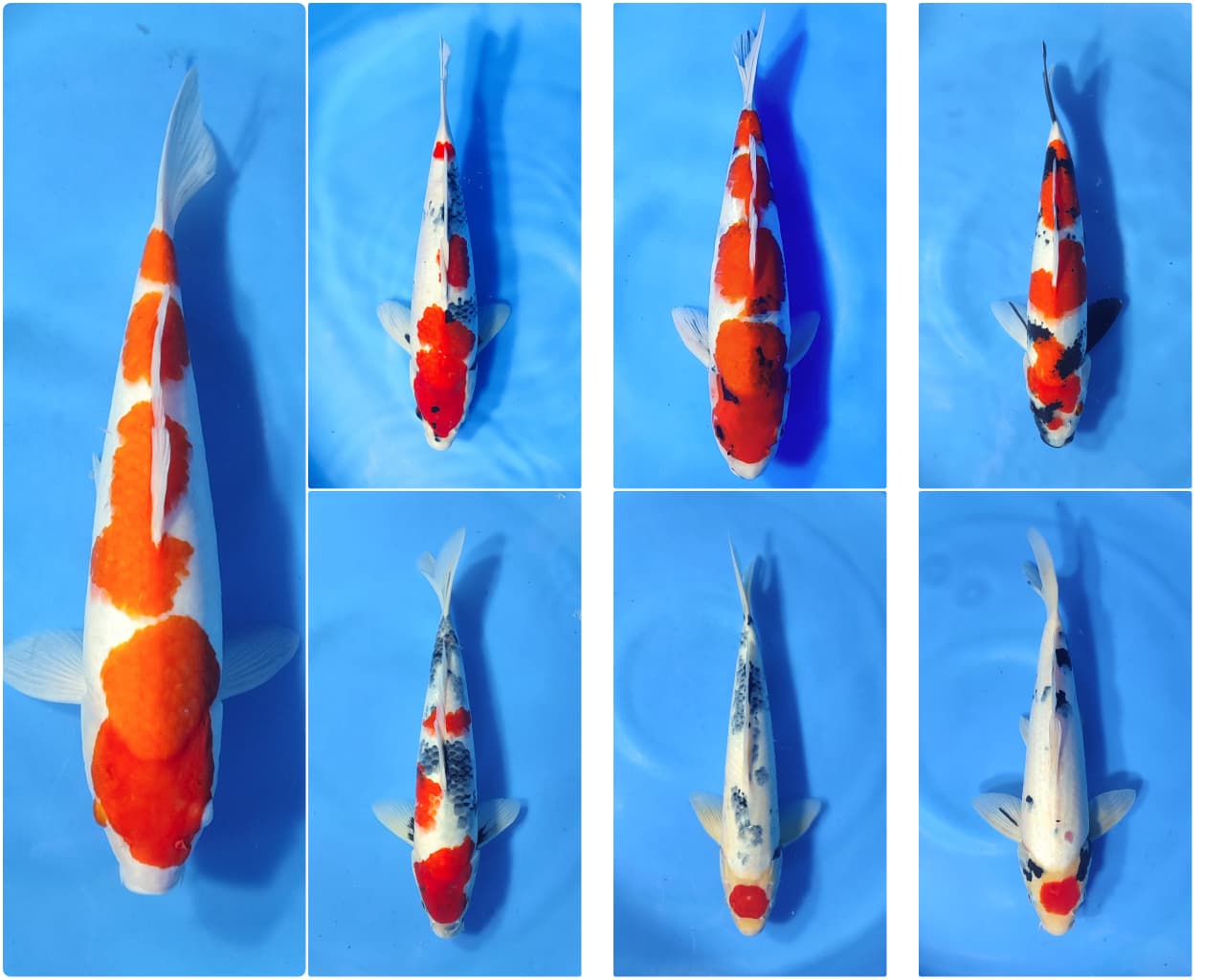 Lelang Koi Online, Jual Beli Ikan Koi, Pasar Koi Terbaik, Agen Lelang Koi, Penawaran Koi Berkualitas, Harga Jual Koi, Lelang Ikan Koi Import, Beli Koi Online, Jual Koi Murah, Koi Showroom, Penjual Koi Terpercaya, Lelang Koi Jakarta, Jual Koi Lokal, Koi Kualitas Unggul, Harga Terbaik Koi, Jual Koi Indukan, Lelang Ikan Hias Koi, Pasar Koi Indonesia, Beli Koi Berkualitas Tinggi, Koi Farm Terbesar, Jual Beli Koi Impor, Lelang Ikan Koi Kualitas Premium, Daftar Harga Koi Terbaru, Pusat Jual Beli Koi, Info Lelang Koi Hari Ini.