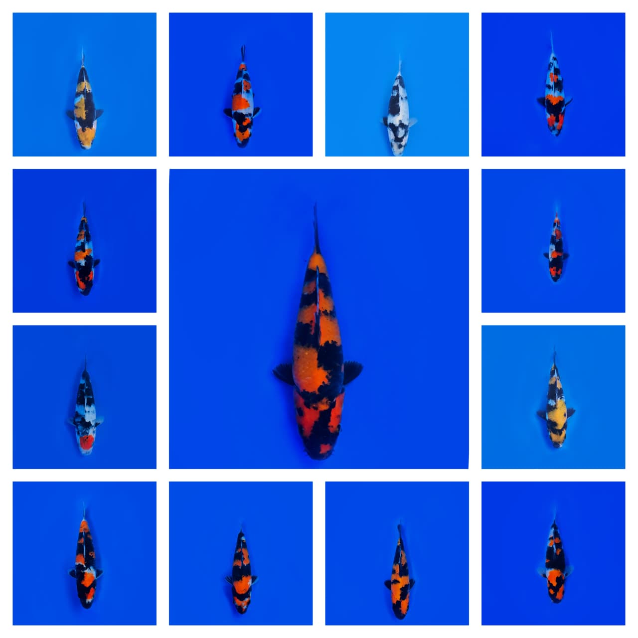 Lelang Koi Online, Jual Beli Ikan Koi, Pasar Koi Terbaik, Agen Lelang Koi, Penawaran Koi Berkualitas, Harga Jual Koi, Lelang Ikan Koi Import, Beli Koi Online, Jual Koi Murah, Koi Showroom, Penjual Koi Terpercaya, Lelang Koi Jakarta, Jual Koi Lokal, Koi Kualitas Unggul, Harga Terbaik Koi, Jual Koi Indukan, Lelang Ikan Hias Koi, Pasar Koi Indonesia, Beli Koi Berkualitas Tinggi, Koi Farm Terbesar, Jual Beli Koi Impor, Lelang Ikan Koi Kualitas Premium, Daftar Harga Koi Terbaru, Pusat Jual Beli Koi, Info Lelang Koi Hari Ini.