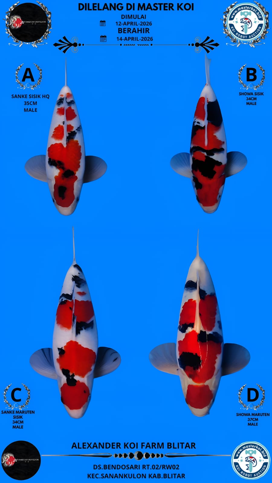 Lelang Koi Online, Jual Beli Ikan Koi, Pasar Koi Terbaik, Agen Lelang Koi, Penawaran Koi Berkualitas, Harga Jual Koi, Lelang Ikan Koi Import, Beli Koi Online, Jual Koi Murah, Koi Showroom, Penjual Koi Terpercaya, Lelang Koi Jakarta, Jual Koi Lokal, Koi Kualitas Unggul, Harga Terbaik Koi, Jual Koi Indukan, Lelang Ikan Hias Koi, Pasar Koi Indonesia, Beli Koi Berkualitas Tinggi, Koi Farm Terbesar, Jual Beli Koi Impor, Lelang Ikan Koi Kualitas Premium, Daftar Harga Koi Terbaru, Pusat Jual Beli Koi, Info Lelang Koi Hari Ini.