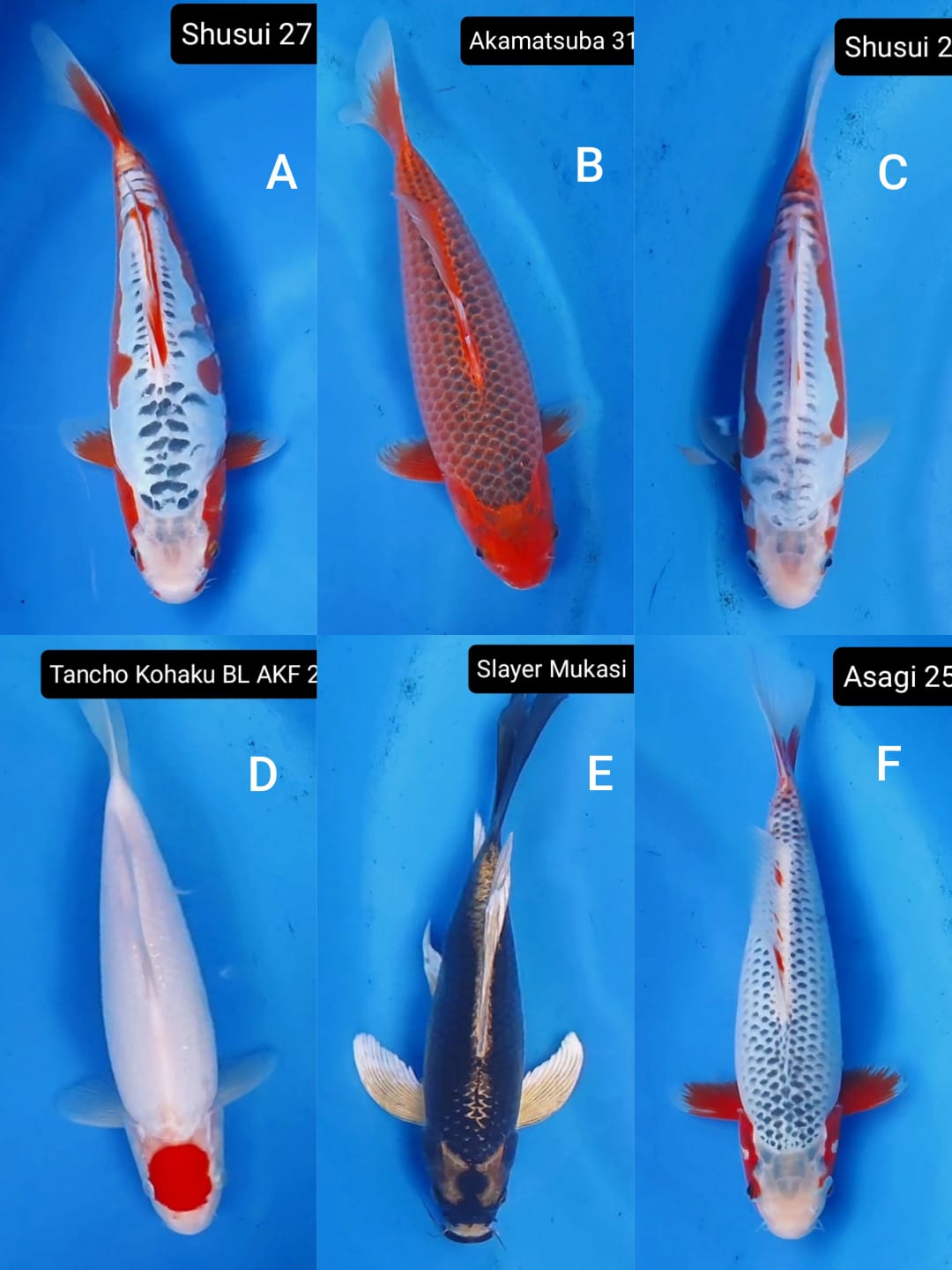 Lelang Koi Online, Jual Beli Ikan Koi, Pasar Koi Terbaik, Agen Lelang Koi, Penawaran Koi Berkualitas, Harga Jual Koi, Lelang Ikan Koi Import, Beli Koi Online, Jual Koi Murah, Koi Showroom, Penjual Koi Terpercaya, Lelang Koi Jakarta, Jual Koi Lokal, Koi Kualitas Unggul, Harga Terbaik Koi, Jual Koi Indukan, Lelang Ikan Hias Koi, Pasar Koi Indonesia, Beli Koi Berkualitas Tinggi, Koi Farm Terbesar, Jual Beli Koi Impor, Lelang Ikan Koi Kualitas Premium, Daftar Harga Koi Terbaru, Pusat Jual Beli Koi, Info Lelang Koi Hari Ini.