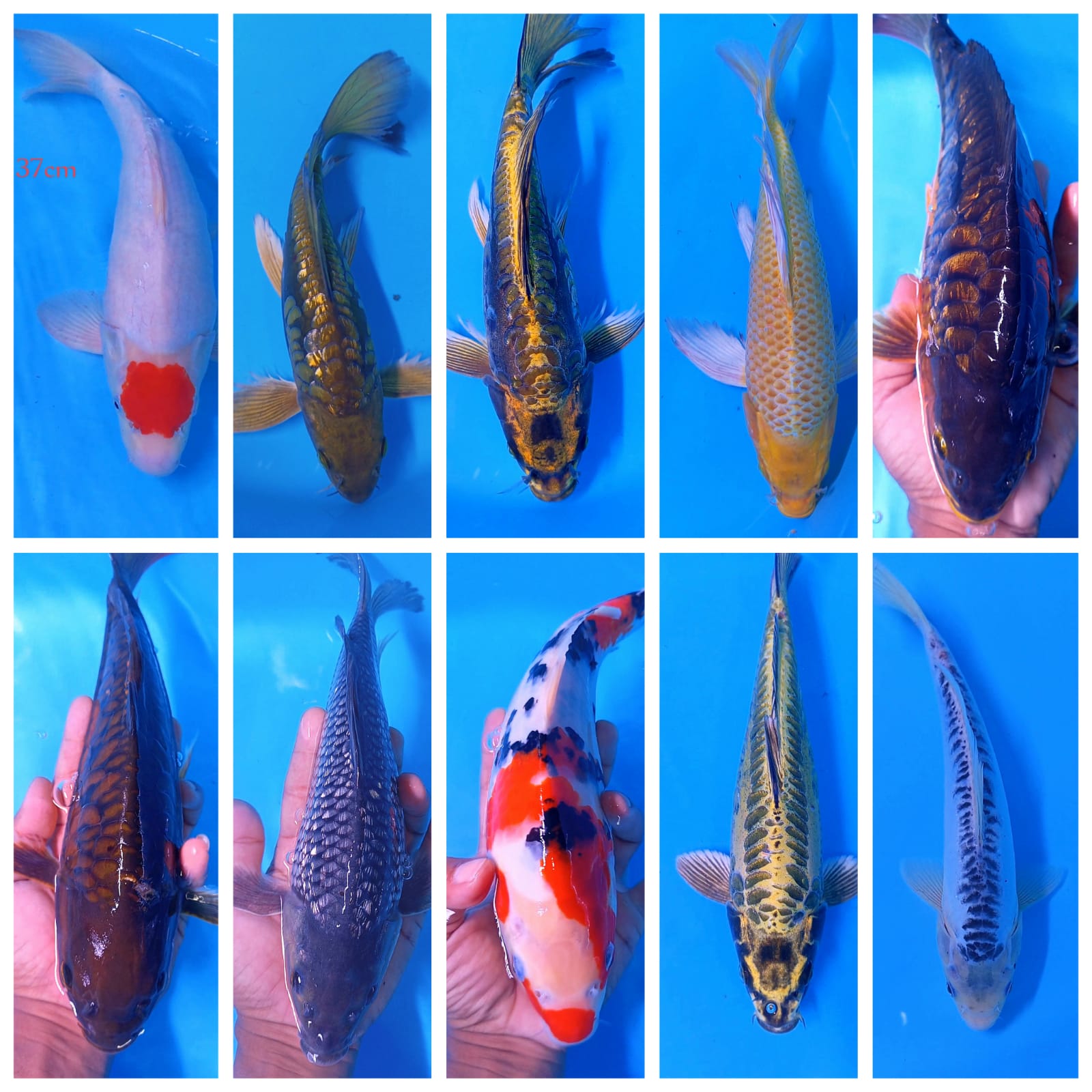 Lelang Koi Online, Jual Beli Ikan Koi, Pasar Koi Terbaik, Agen Lelang Koi, Penawaran Koi Berkualitas, Harga Jual Koi, Lelang Ikan Koi Import, Beli Koi Online, Jual Koi Murah, Koi Showroom, Penjual Koi Terpercaya, Lelang Koi Jakarta, Jual Koi Lokal, Koi Kualitas Unggul, Harga Terbaik Koi, Jual Koi Indukan, Lelang Ikan Hias Koi, Pasar Koi Indonesia, Beli Koi Berkualitas Tinggi, Koi Farm Terbesar, Jual Beli Koi Impor, Lelang Ikan Koi Kualitas Premium, Daftar Harga Koi Terbaru, Pusat Jual Beli Koi, Info Lelang Koi Hari Ini.