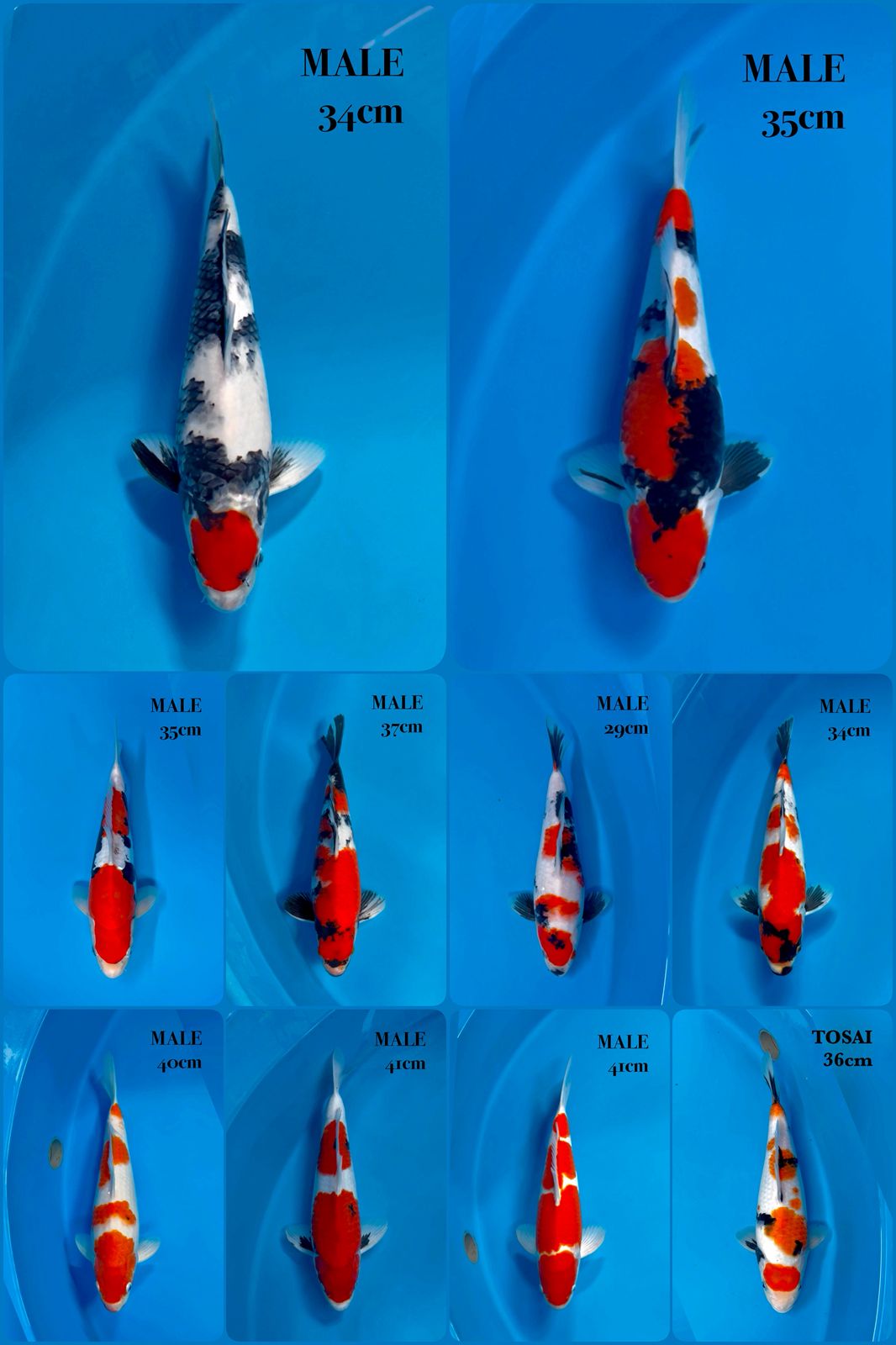 Lelang Koi Online, Jual Beli Ikan Koi, Pasar Koi Terbaik, Agen Lelang Koi, Penawaran Koi Berkualitas, Harga Jual Koi, Lelang Ikan Koi Import, Beli Koi Online, Jual Koi Murah, Koi Showroom, Penjual Koi Terpercaya, Lelang Koi Jakarta, Jual Koi Lokal, Koi Kualitas Unggul, Harga Terbaik Koi, Jual Koi Indukan, Lelang Ikan Hias Koi, Pasar Koi Indonesia, Beli Koi Berkualitas Tinggi, Koi Farm Terbesar, Jual Beli Koi Impor, Lelang Ikan Koi Kualitas Premium, Daftar Harga Koi Terbaru, Pusat Jual Beli Koi, Info Lelang Koi Hari Ini.