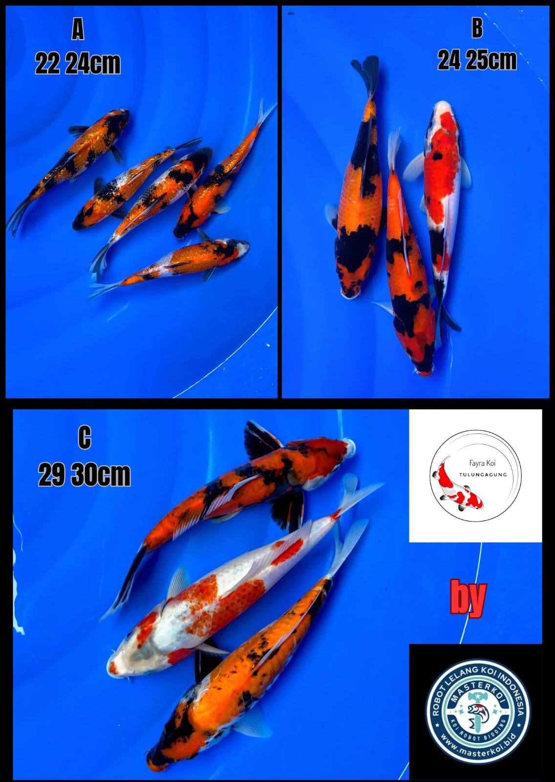Lelang Koi Online, Jual Beli Ikan Koi, Pasar Koi Terbaik, Agen Lelang Koi, Penawaran Koi Berkualitas, Harga Jual Koi, Lelang Ikan Koi Import, Beli Koi Online, Jual Koi Murah, Koi Showroom, Penjual Koi Terpercaya, Lelang Koi Jakarta, Jual Koi Lokal, Koi Kualitas Unggul, Harga Terbaik Koi, Jual Koi Indukan, Lelang Ikan Hias Koi, Pasar Koi Indonesia, Beli Koi Berkualitas Tinggi, Koi Farm Terbesar, Jual Beli Koi Impor, Lelang Ikan Koi Kualitas Premium, Daftar Harga Koi Terbaru, Pusat Jual Beli Koi, Info Lelang Koi Hari Ini.