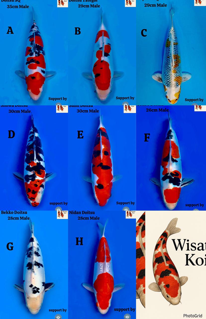 Lelang Koi Online, Jual Beli Ikan Koi, Pasar Koi Terbaik, Agen Lelang Koi, Penawaran Koi Berkualitas, Harga Jual Koi, Lelang Ikan Koi Import, Beli Koi Online, Jual Koi Murah, Koi Showroom, Penjual Koi Terpercaya, Lelang Koi Jakarta, Jual Koi Lokal, Koi Kualitas Unggul, Harga Terbaik Koi, Jual Koi Indukan, Lelang Ikan Hias Koi, Pasar Koi Indonesia, Beli Koi Berkualitas Tinggi, Koi Farm Terbesar, Jual Beli Koi Impor, Lelang Ikan Koi Kualitas Premium, Daftar Harga Koi Terbaru, Pusat Jual Beli Koi, Info Lelang Koi Hari Ini.