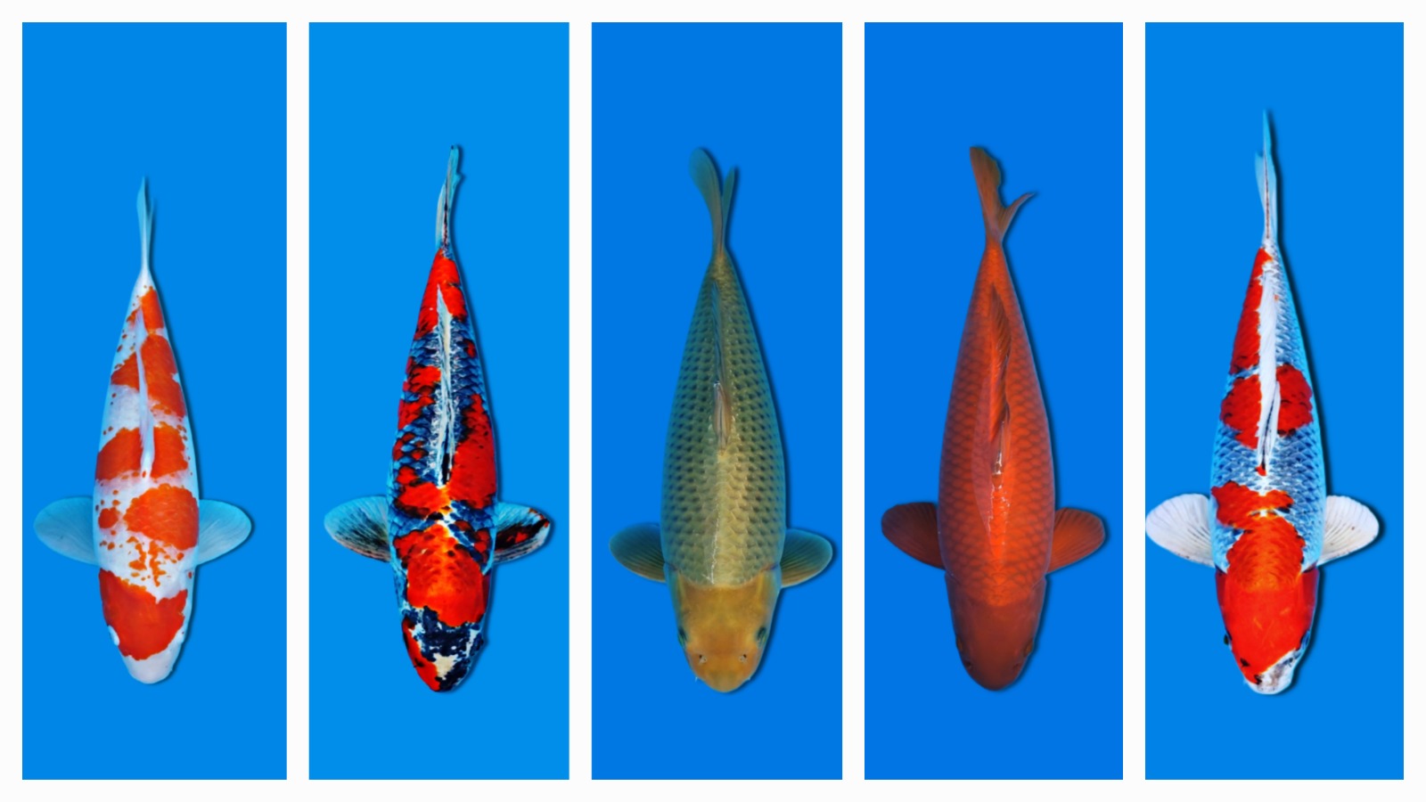 Lelang Koi Online, Jual Beli Ikan Koi, Pasar Koi Terbaik, Agen Lelang Koi, Penawaran Koi Berkualitas, Harga Jual Koi, Lelang Ikan Koi Import, Beli Koi Online, Jual Koi Murah, Koi Showroom, Penjual Koi Terpercaya, Lelang Koi Jakarta, Jual Koi Lokal, Koi Kualitas Unggul, Harga Terbaik Koi, Jual Koi Indukan, Lelang Ikan Hias Koi, Pasar Koi Indonesia, Beli Koi Berkualitas Tinggi, Koi Farm Terbesar, Jual Beli Koi Impor, Lelang Ikan Koi Kualitas Premium, Daftar Harga Koi Terbaru, Pusat Jual Beli Koi, Info Lelang Koi Hari Ini.