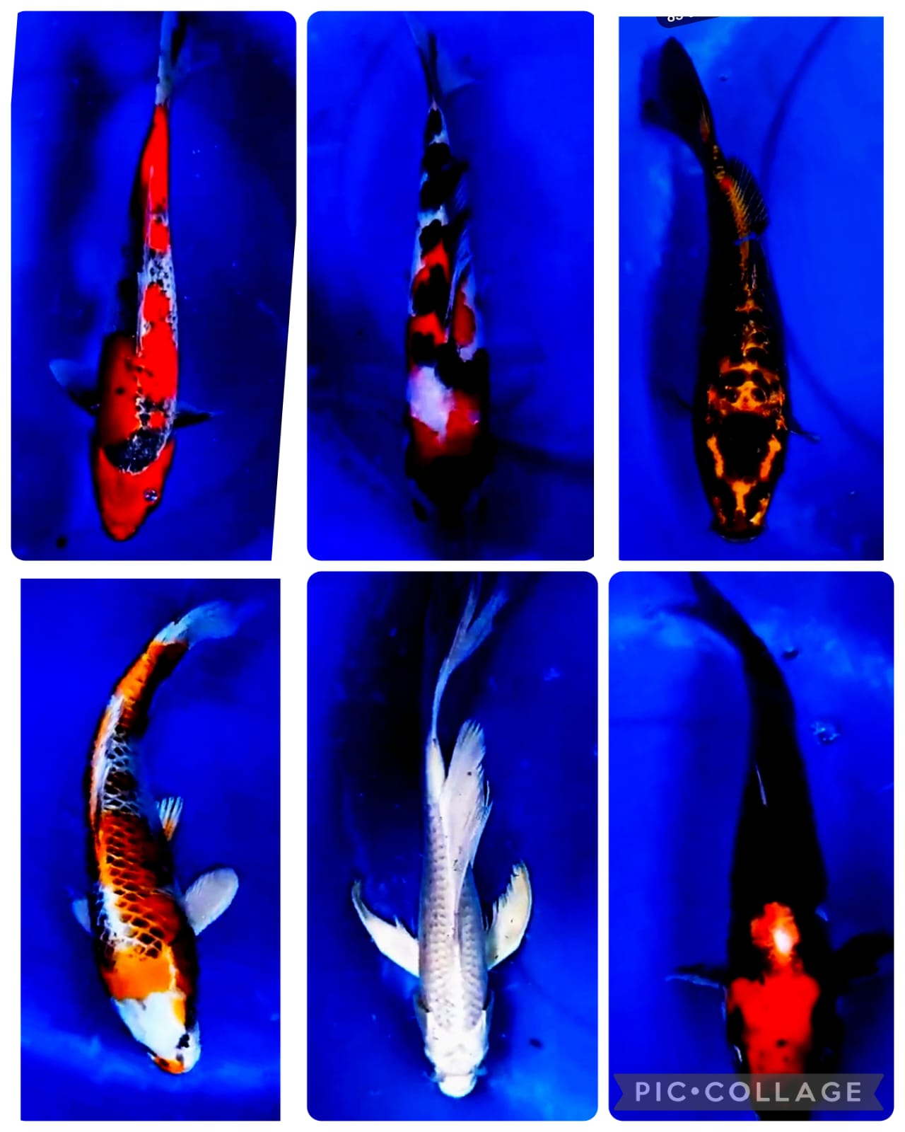 Lelang Koi Online, Jual Beli Ikan Koi, Pasar Koi Terbaik, Agen Lelang Koi, Penawaran Koi Berkualitas, Harga Jual Koi, Lelang Ikan Koi Import, Beli Koi Online, Jual Koi Murah, Koi Showroom, Penjual Koi Terpercaya, Lelang Koi Jakarta, Jual Koi Lokal, Koi Kualitas Unggul, Harga Terbaik Koi, Jual Koi Indukan, Lelang Ikan Hias Koi, Pasar Koi Indonesia, Beli Koi Berkualitas Tinggi, Koi Farm Terbesar, Jual Beli Koi Impor, Lelang Ikan Koi Kualitas Premium, Daftar Harga Koi Terbaru, Pusat Jual Beli Koi, Info Lelang Koi Hari Ini.