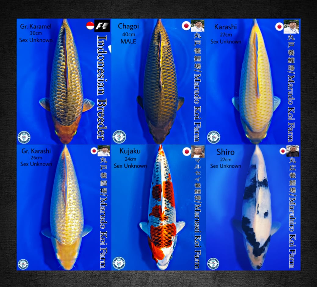 Lelang Koi Online, Jual Beli Ikan Koi, Pasar Koi Terbaik, Agen Lelang Koi, Penawaran Koi Berkualitas, Harga Jual Koi, Lelang Ikan Koi Import, Beli Koi Online, Jual Koi Murah, Koi Showroom, Penjual Koi Terpercaya, Lelang Koi Jakarta, Jual Koi Lokal, Koi Kualitas Unggul, Harga Terbaik Koi, Jual Koi Indukan, Lelang Ikan Hias Koi, Pasar Koi Indonesia, Beli Koi Berkualitas Tinggi, Koi Farm Terbesar, Jual Beli Koi Impor, Lelang Ikan Koi Kualitas Premium, Daftar Harga Koi Terbaru, Pusat Jual Beli Koi, Info Lelang Koi Hari Ini.