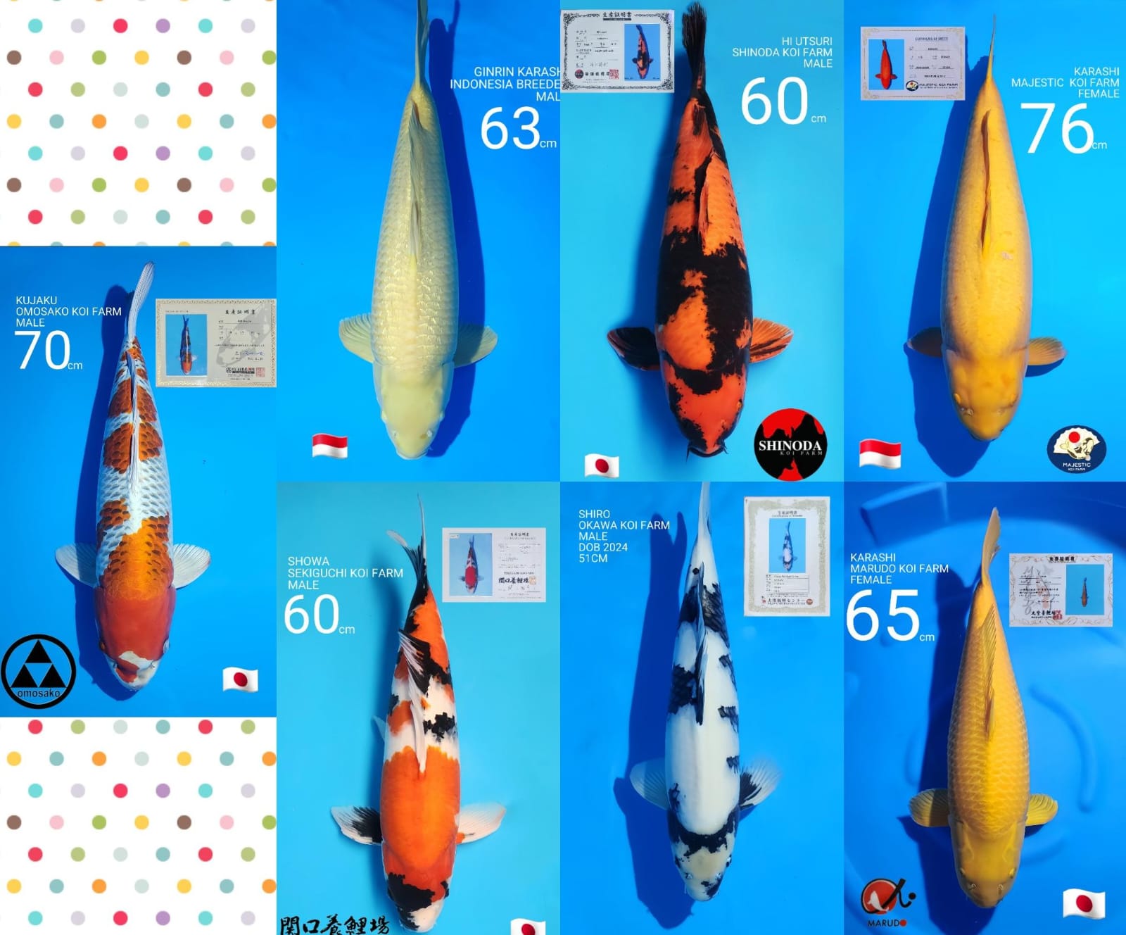 Lelang Koi Online, Jual Beli Ikan Koi, Pasar Koi Terbaik, Agen Lelang Koi, Penawaran Koi Berkualitas, Harga Jual Koi, Lelang Ikan Koi Import, Beli Koi Online, Jual Koi Murah, Koi Showroom, Penjual Koi Terpercaya, Lelang Koi Jakarta, Jual Koi Lokal, Koi Kualitas Unggul, Harga Terbaik Koi, Jual Koi Indukan, Lelang Ikan Hias Koi, Pasar Koi Indonesia, Beli Koi Berkualitas Tinggi, Koi Farm Terbesar, Jual Beli Koi Impor, Lelang Ikan Koi Kualitas Premium, Daftar Harga Koi Terbaru, Pusat Jual Beli Koi, Info Lelang Koi Hari Ini.