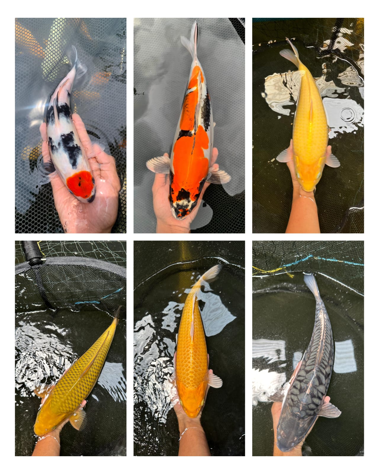 Lelang Koi Online, Jual Beli Ikan Koi, Pasar Koi Terbaik, Agen Lelang Koi, Penawaran Koi Berkualitas, Harga Jual Koi, Lelang Ikan Koi Import, Beli Koi Online, Jual Koi Murah, Koi Showroom, Penjual Koi Terpercaya, Lelang Koi Jakarta, Jual Koi Lokal, Koi Kualitas Unggul, Harga Terbaik Koi, Jual Koi Indukan, Lelang Ikan Hias Koi, Pasar Koi Indonesia, Beli Koi Berkualitas Tinggi, Koi Farm Terbesar, Jual Beli Koi Impor, Lelang Ikan Koi Kualitas Premium, Daftar Harga Koi Terbaru, Pusat Jual Beli Koi, Info Lelang Koi Hari Ini.