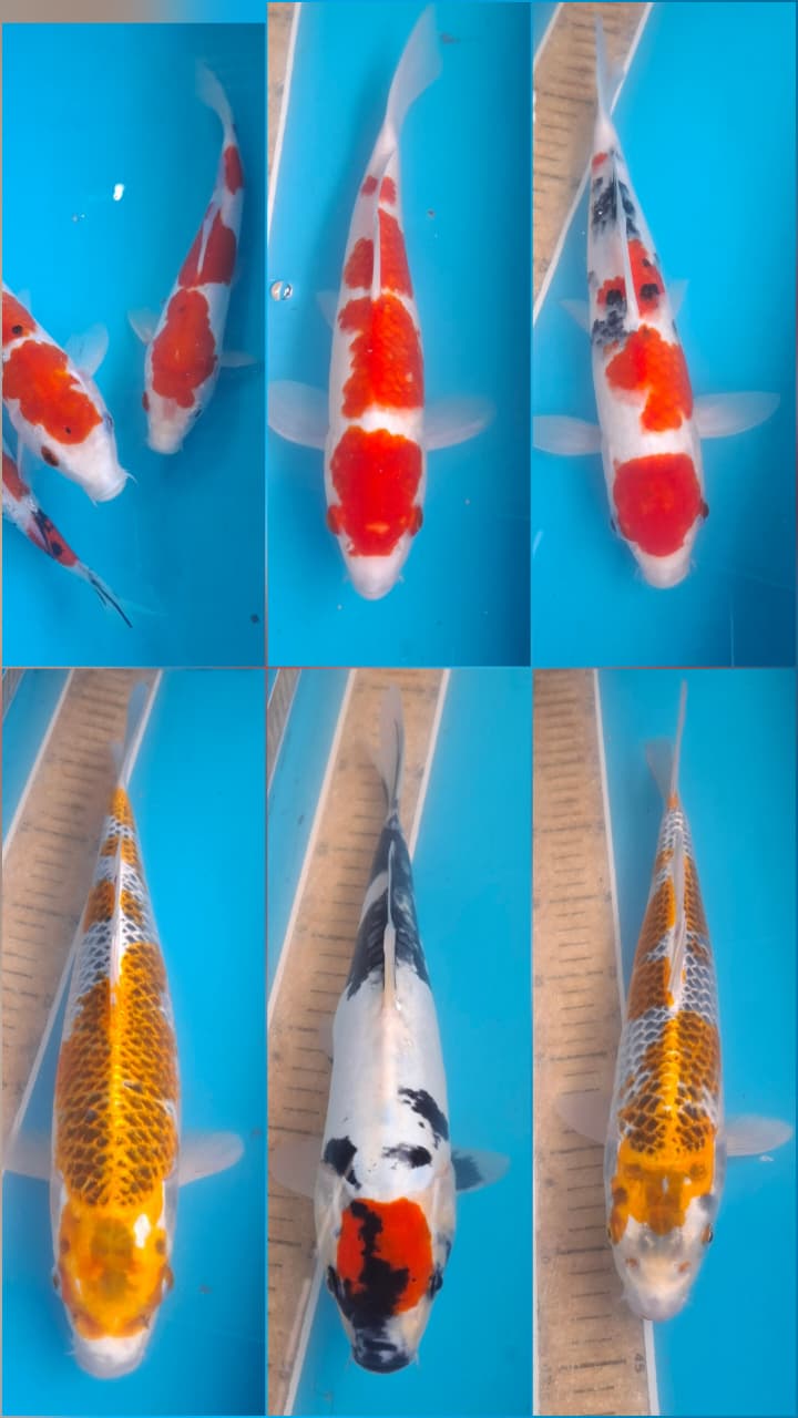Lelang Koi Online, Jual Beli Ikan Koi, Pasar Koi Terbaik, Agen Lelang Koi, Penawaran Koi Berkualitas, Harga Jual Koi, Lelang Ikan Koi Import, Beli Koi Online, Jual Koi Murah, Koi Showroom, Penjual Koi Terpercaya, Lelang Koi Jakarta, Jual Koi Lokal, Koi Kualitas Unggul, Harga Terbaik Koi, Jual Koi Indukan, Lelang Ikan Hias Koi, Pasar Koi Indonesia, Beli Koi Berkualitas Tinggi, Koi Farm Terbesar, Jual Beli Koi Impor, Lelang Ikan Koi Kualitas Premium, Daftar Harga Koi Terbaru, Pusat Jual Beli Koi, Info Lelang Koi Hari Ini.