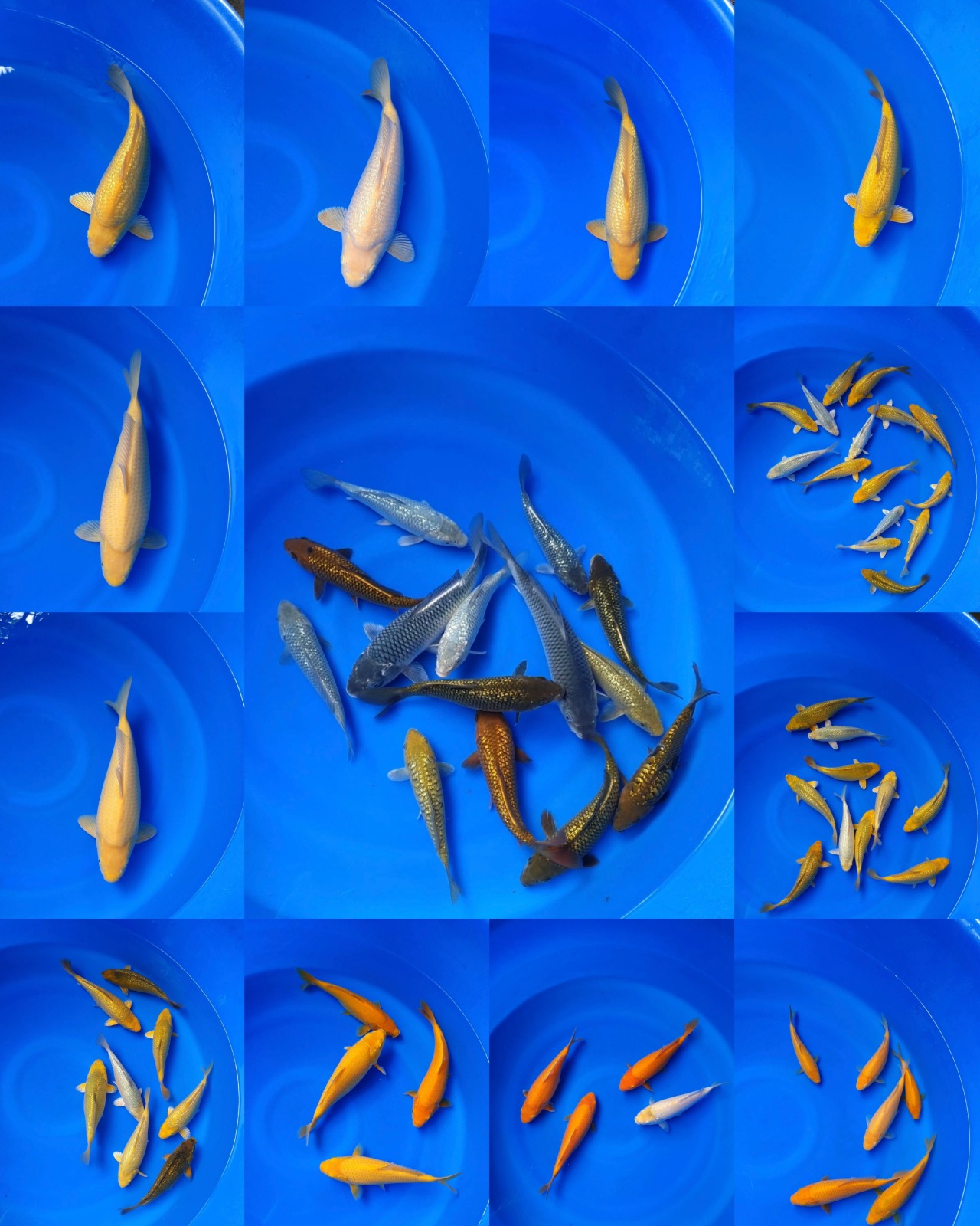 Lelang Koi Online, Jual Beli Ikan Koi, Pasar Koi Terbaik, Agen Lelang Koi, Penawaran Koi Berkualitas, Harga Jual Koi, Lelang Ikan Koi Import, Beli Koi Online, Jual Koi Murah, Koi Showroom, Penjual Koi Terpercaya, Lelang Koi Jakarta, Jual Koi Lokal, Koi Kualitas Unggul, Harga Terbaik Koi, Jual Koi Indukan, Lelang Ikan Hias Koi, Pasar Koi Indonesia, Beli Koi Berkualitas Tinggi, Koi Farm Terbesar, Jual Beli Koi Impor, Lelang Ikan Koi Kualitas Premium, Daftar Harga Koi Terbaru, Pusat Jual Beli Koi, Info Lelang Koi Hari Ini.