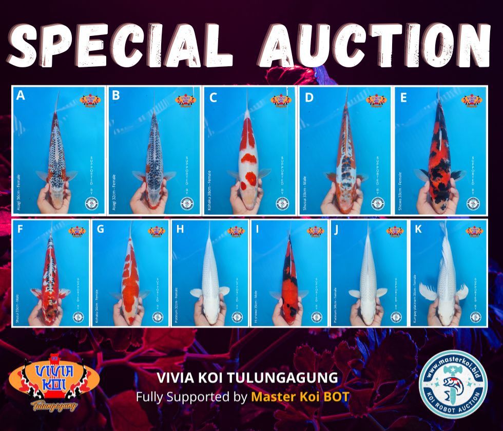 Lelang Koi Online, Jual Beli Ikan Koi, Pasar Koi Terbaik, Agen Lelang Koi, Penawaran Koi Berkualitas, Harga Jual Koi, Lelang Ikan Koi Import, Beli Koi Online, Jual Koi Murah, Koi Showroom, Penjual Koi Terpercaya, Lelang Koi Jakarta, Jual Koi Lokal, Koi Kualitas Unggul, Harga Terbaik Koi, Jual Koi Indukan, Lelang Ikan Hias Koi, Pasar Koi Indonesia, Beli Koi Berkualitas Tinggi, Koi Farm Terbesar, Jual Beli Koi Impor, Lelang Ikan Koi Kualitas Premium, Daftar Harga Koi Terbaru, Pusat Jual Beli Koi, Info Lelang Koi Hari Ini.