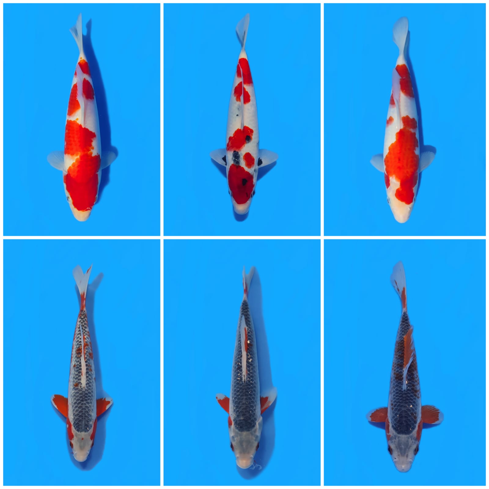 Lelang Koi Online, Jual Beli Ikan Koi, Pasar Koi Terbaik, Agen Lelang Koi, Penawaran Koi Berkualitas, Harga Jual Koi, Lelang Ikan Koi Import, Beli Koi Online, Jual Koi Murah, Koi Showroom, Penjual Koi Terpercaya, Lelang Koi Jakarta, Jual Koi Lokal, Koi Kualitas Unggul, Harga Terbaik Koi, Jual Koi Indukan, Lelang Ikan Hias Koi, Pasar Koi Indonesia, Beli Koi Berkualitas Tinggi, Koi Farm Terbesar, Jual Beli Koi Impor, Lelang Ikan Koi Kualitas Premium, Daftar Harga Koi Terbaru, Pusat Jual Beli Koi, Info Lelang Koi Hari Ini.