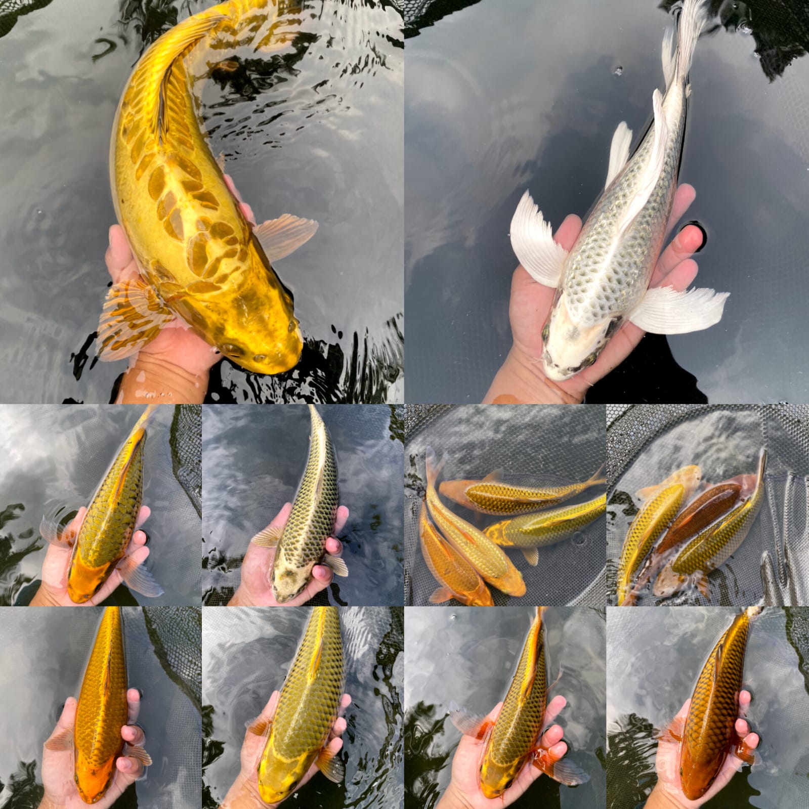 Lelang Koi Online, Jual Beli Ikan Koi, Pasar Koi Terbaik, Agen Lelang Koi, Penawaran Koi Berkualitas, Harga Jual Koi, Lelang Ikan Koi Import, Beli Koi Online, Jual Koi Murah, Koi Showroom, Penjual Koi Terpercaya, Lelang Koi Jakarta, Jual Koi Lokal, Koi Kualitas Unggul, Harga Terbaik Koi, Jual Koi Indukan, Lelang Ikan Hias Koi, Pasar Koi Indonesia, Beli Koi Berkualitas Tinggi, Koi Farm Terbesar, Jual Beli Koi Impor, Lelang Ikan Koi Kualitas Premium, Daftar Harga Koi Terbaru, Pusat Jual Beli Koi, Info Lelang Koi Hari Ini.