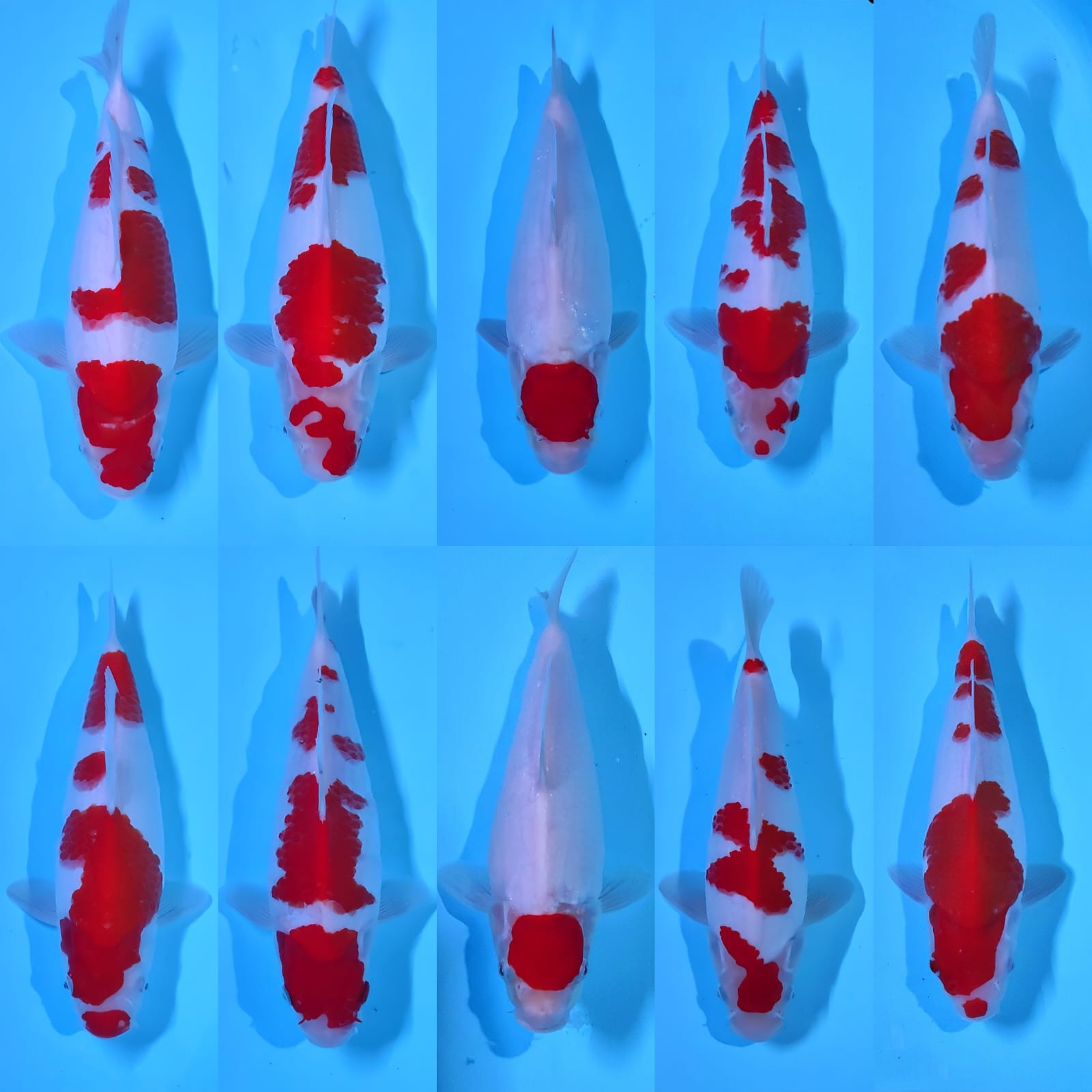 Lelang Koi Online, Jual Beli Ikan Koi, Pasar Koi Terbaik, Agen Lelang Koi, Penawaran Koi Berkualitas, Harga Jual Koi, Lelang Ikan Koi Import, Beli Koi Online, Jual Koi Murah, Koi Showroom, Penjual Koi Terpercaya, Lelang Koi Jakarta, Jual Koi Lokal, Koi Kualitas Unggul, Harga Terbaik Koi, Jual Koi Indukan, Lelang Ikan Hias Koi, Pasar Koi Indonesia, Beli Koi Berkualitas Tinggi, Koi Farm Terbesar, Jual Beli Koi Impor, Lelang Ikan Koi Kualitas Premium, Daftar Harga Koi Terbaru, Pusat Jual Beli Koi, Info Lelang Koi Hari Ini.