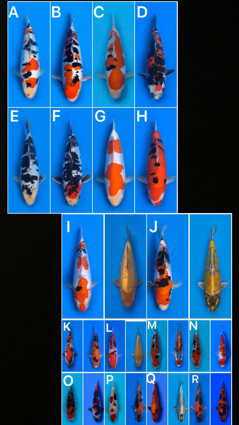 Lelang Koi Online, Jual Beli Ikan Koi, Pasar Koi Terbaik, Agen Lelang Koi, Penawaran Koi Berkualitas, Harga Jual Koi, Lelang Ikan Koi Import, Beli Koi Online, Jual Koi Murah, Koi Showroom, Penjual Koi Terpercaya, Lelang Koi Jakarta, Jual Koi Lokal, Koi Kualitas Unggul, Harga Terbaik Koi, Jual Koi Indukan, Lelang Ikan Hias Koi, Pasar Koi Indonesia, Beli Koi Berkualitas Tinggi, Koi Farm Terbesar, Jual Beli Koi Impor, Lelang Ikan Koi Kualitas Premium, Daftar Harga Koi Terbaru, Pusat Jual Beli Koi, Info Lelang Koi Hari Ini.