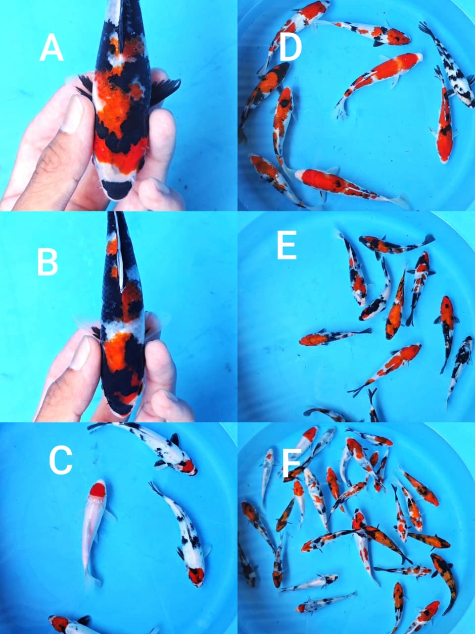 Lelang Koi Online, Jual Beli Ikan Koi, Pasar Koi Terbaik, Agen Lelang Koi, Penawaran Koi Berkualitas, Harga Jual Koi, Lelang Ikan Koi Import, Beli Koi Online, Jual Koi Murah, Koi Showroom, Penjual Koi Terpercaya, Lelang Koi Jakarta, Jual Koi Lokal, Koi Kualitas Unggul, Harga Terbaik Koi, Jual Koi Indukan, Lelang Ikan Hias Koi, Pasar Koi Indonesia, Beli Koi Berkualitas Tinggi, Koi Farm Terbesar, Jual Beli Koi Impor, Lelang Ikan Koi Kualitas Premium, Daftar Harga Koi Terbaru, Pusat Jual Beli Koi, Info Lelang Koi Hari Ini.
