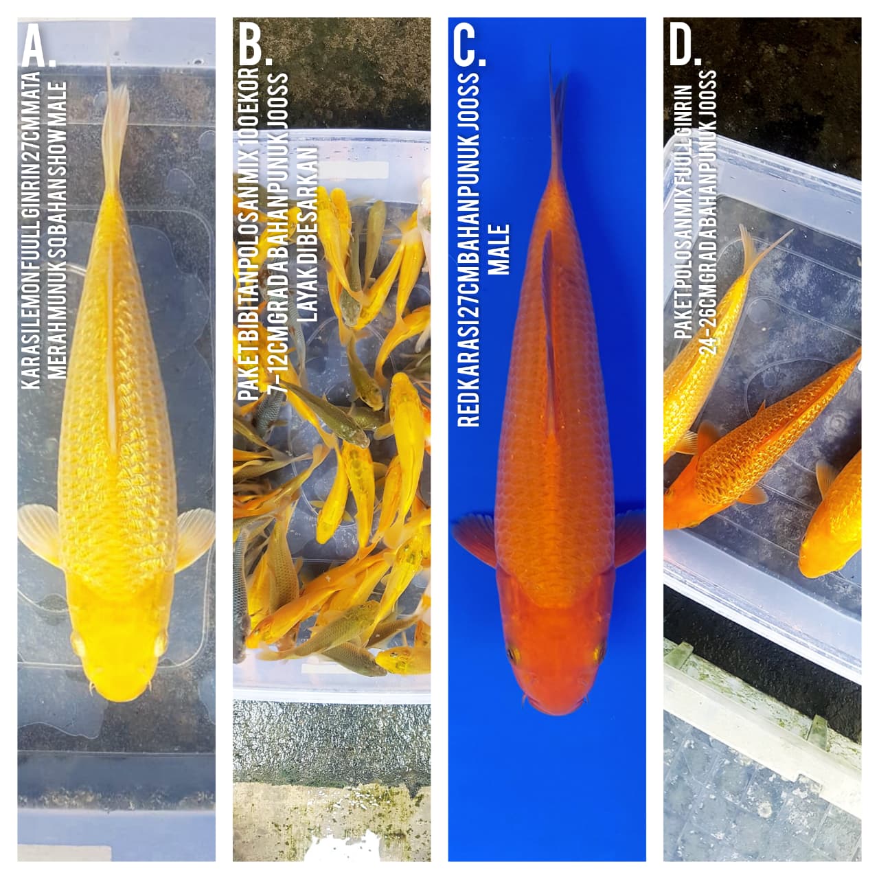 Lelang Koi Online, Jual Beli Ikan Koi, Pasar Koi Terbaik, Agen Lelang Koi, Penawaran Koi Berkualitas, Harga Jual Koi, Lelang Ikan Koi Import, Beli Koi Online, Jual Koi Murah, Koi Showroom, Penjual Koi Terpercaya, Lelang Koi Jakarta, Jual Koi Lokal, Koi Kualitas Unggul, Harga Terbaik Koi, Jual Koi Indukan, Lelang Ikan Hias Koi, Pasar Koi Indonesia, Beli Koi Berkualitas Tinggi, Koi Farm Terbesar, Jual Beli Koi Impor, Lelang Ikan Koi Kualitas Premium, Daftar Harga Koi Terbaru, Pusat Jual Beli Koi, Info Lelang Koi Hari Ini.