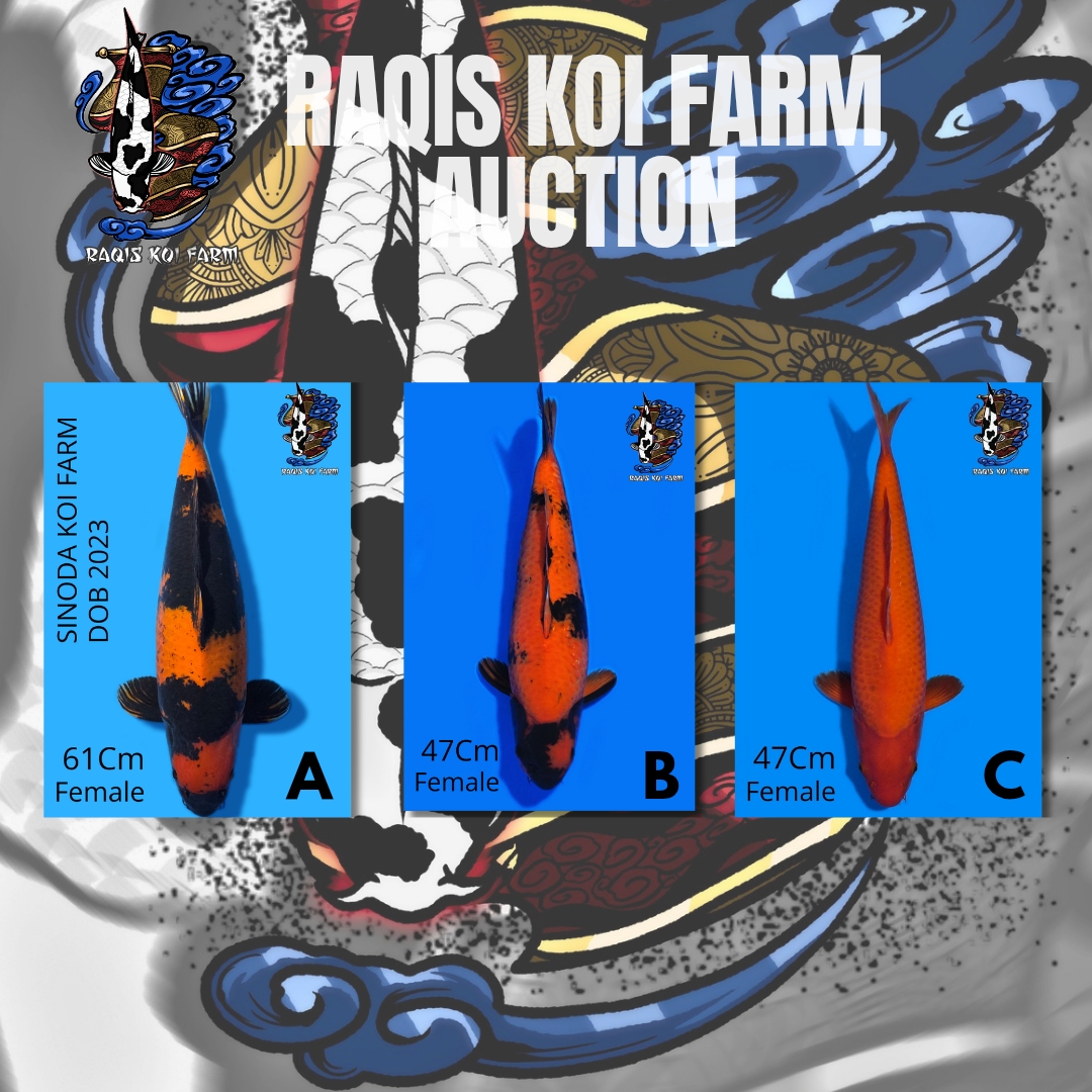 Lelang Koi Online, Jual Beli Ikan Koi, Pasar Koi Terbaik, Agen Lelang Koi, Penawaran Koi Berkualitas, Harga Jual Koi, Lelang Ikan Koi Import, Beli Koi Online, Jual Koi Murah, Koi Showroom, Penjual Koi Terpercaya, Lelang Koi Jakarta, Jual Koi Lokal, Koi Kualitas Unggul, Harga Terbaik Koi, Jual Koi Indukan, Lelang Ikan Hias Koi, Pasar Koi Indonesia, Beli Koi Berkualitas Tinggi, Koi Farm Terbesar, Jual Beli Koi Impor, Lelang Ikan Koi Kualitas Premium, Daftar Harga Koi Terbaru, Pusat Jual Beli Koi, Info Lelang Koi Hari Ini.