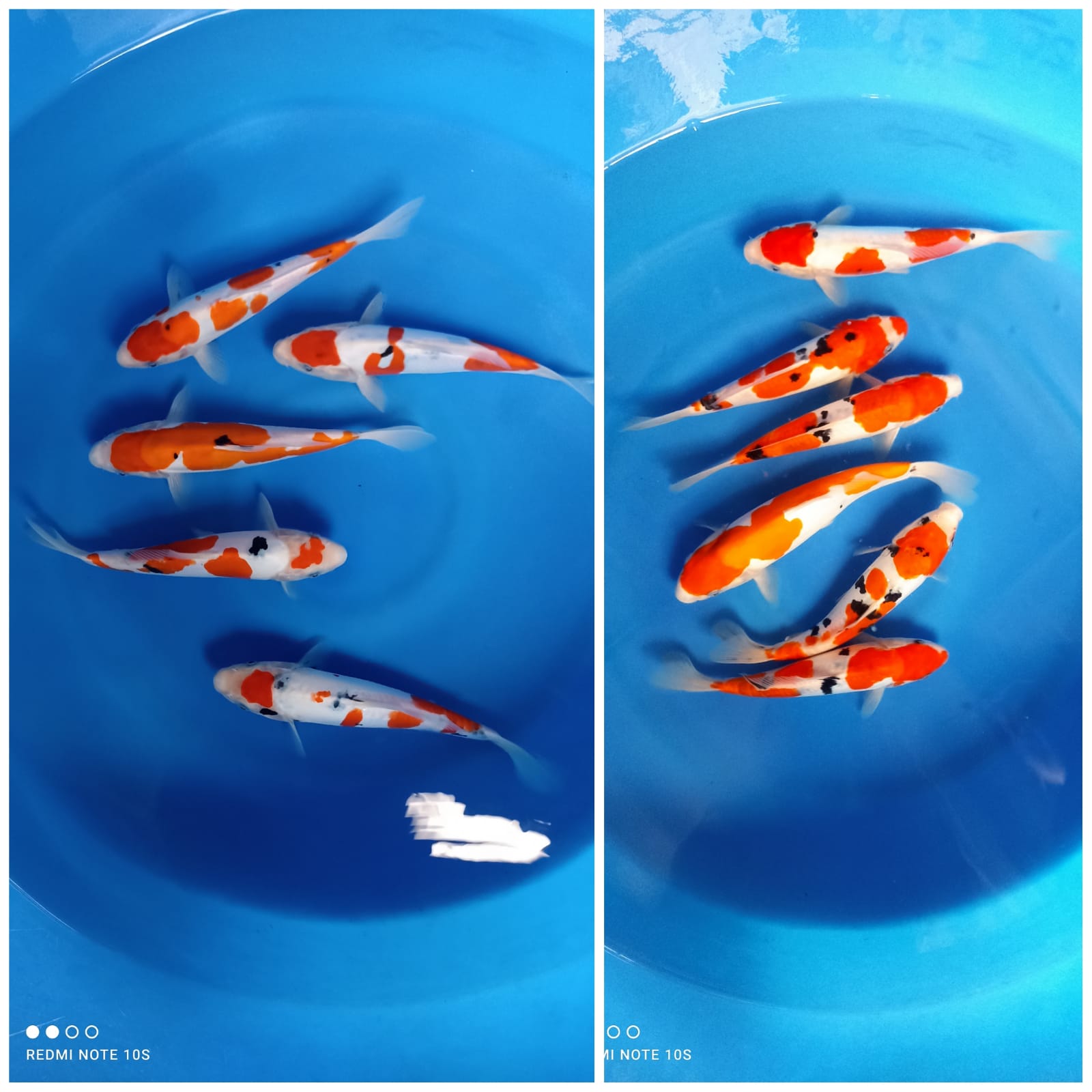 Lelang Koi Online, Jual Beli Ikan Koi, Pasar Koi Terbaik, Agen Lelang Koi, Penawaran Koi Berkualitas, Harga Jual Koi, Lelang Ikan Koi Import, Beli Koi Online, Jual Koi Murah, Koi Showroom, Penjual Koi Terpercaya, Lelang Koi Jakarta, Jual Koi Lokal, Koi Kualitas Unggul, Harga Terbaik Koi, Jual Koi Indukan, Lelang Ikan Hias Koi, Pasar Koi Indonesia, Beli Koi Berkualitas Tinggi, Koi Farm Terbesar, Jual Beli Koi Impor, Lelang Ikan Koi Kualitas Premium, Daftar Harga Koi Terbaru, Pusat Jual Beli Koi, Info Lelang Koi Hari Ini.