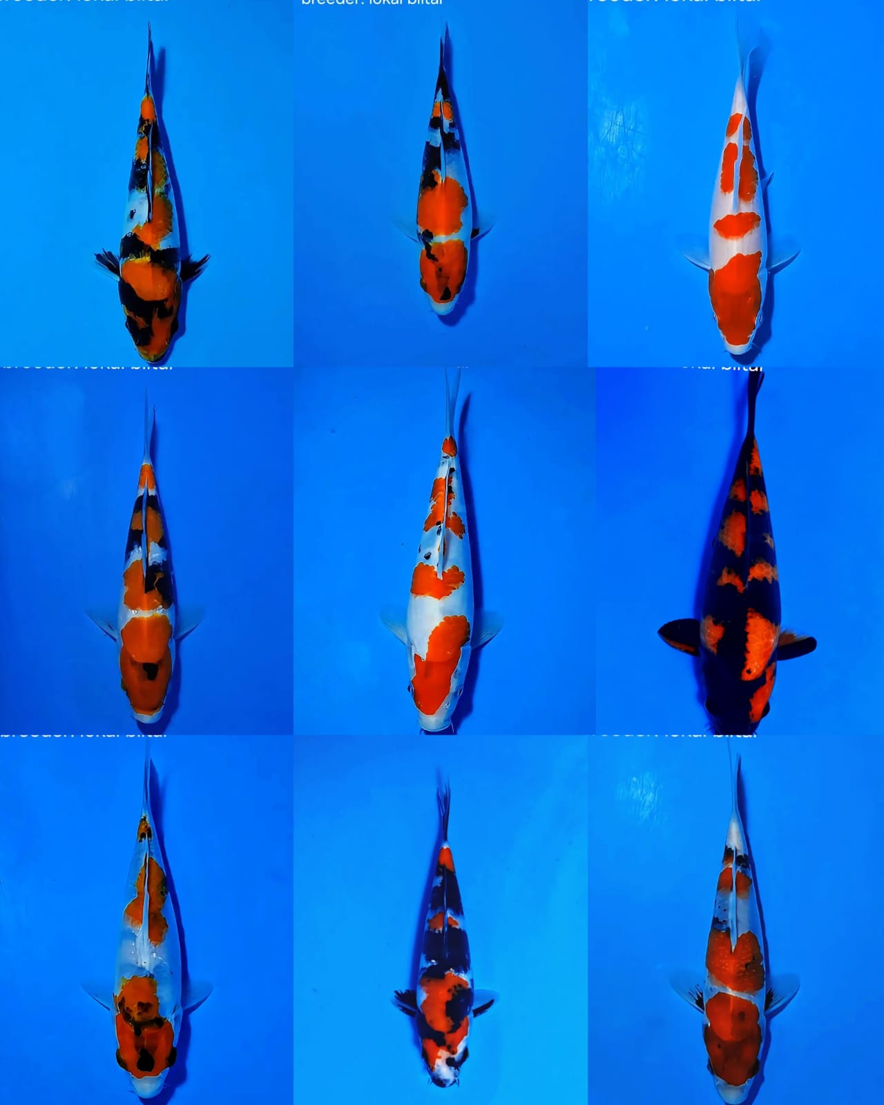 Lelang Koi Online, Jual Beli Ikan Koi, Pasar Koi Terbaik, Agen Lelang Koi, Penawaran Koi Berkualitas, Harga Jual Koi, Lelang Ikan Koi Import, Beli Koi Online, Jual Koi Murah, Koi Showroom, Penjual Koi Terpercaya, Lelang Koi Jakarta, Jual Koi Lokal, Koi Kualitas Unggul, Harga Terbaik Koi, Jual Koi Indukan, Lelang Ikan Hias Koi, Pasar Koi Indonesia, Beli Koi Berkualitas Tinggi, Koi Farm Terbesar, Jual Beli Koi Impor, Lelang Ikan Koi Kualitas Premium, Daftar Harga Koi Terbaru, Pusat Jual Beli Koi, Info Lelang Koi Hari Ini.
