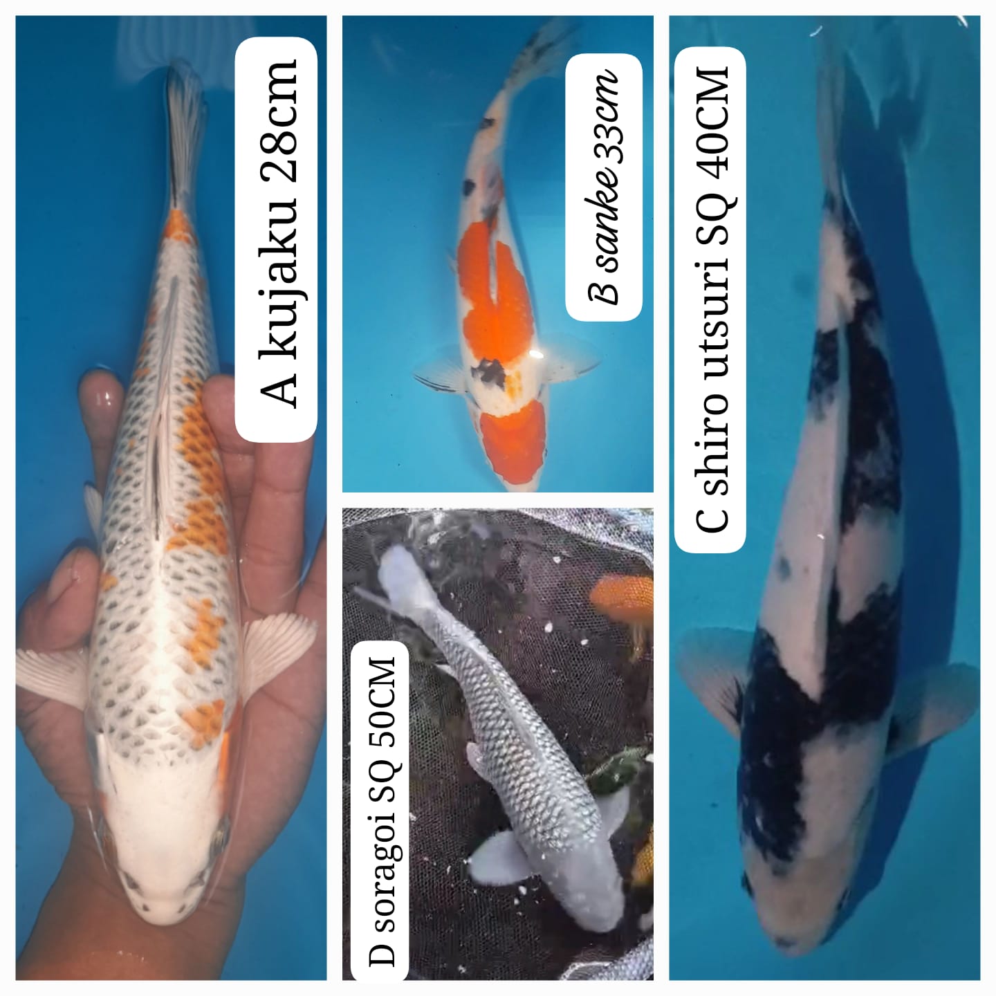 Lelang Koi Online, Jual Beli Ikan Koi, Pasar Koi Terbaik, Agen Lelang Koi, Penawaran Koi Berkualitas, Harga Jual Koi, Lelang Ikan Koi Import, Beli Koi Online, Jual Koi Murah, Koi Showroom, Penjual Koi Terpercaya, Lelang Koi Jakarta, Jual Koi Lokal, Koi Kualitas Unggul, Harga Terbaik Koi, Jual Koi Indukan, Lelang Ikan Hias Koi, Pasar Koi Indonesia, Beli Koi Berkualitas Tinggi, Koi Farm Terbesar, Jual Beli Koi Impor, Lelang Ikan Koi Kualitas Premium, Daftar Harga Koi Terbaru, Pusat Jual Beli Koi, Info Lelang Koi Hari Ini.